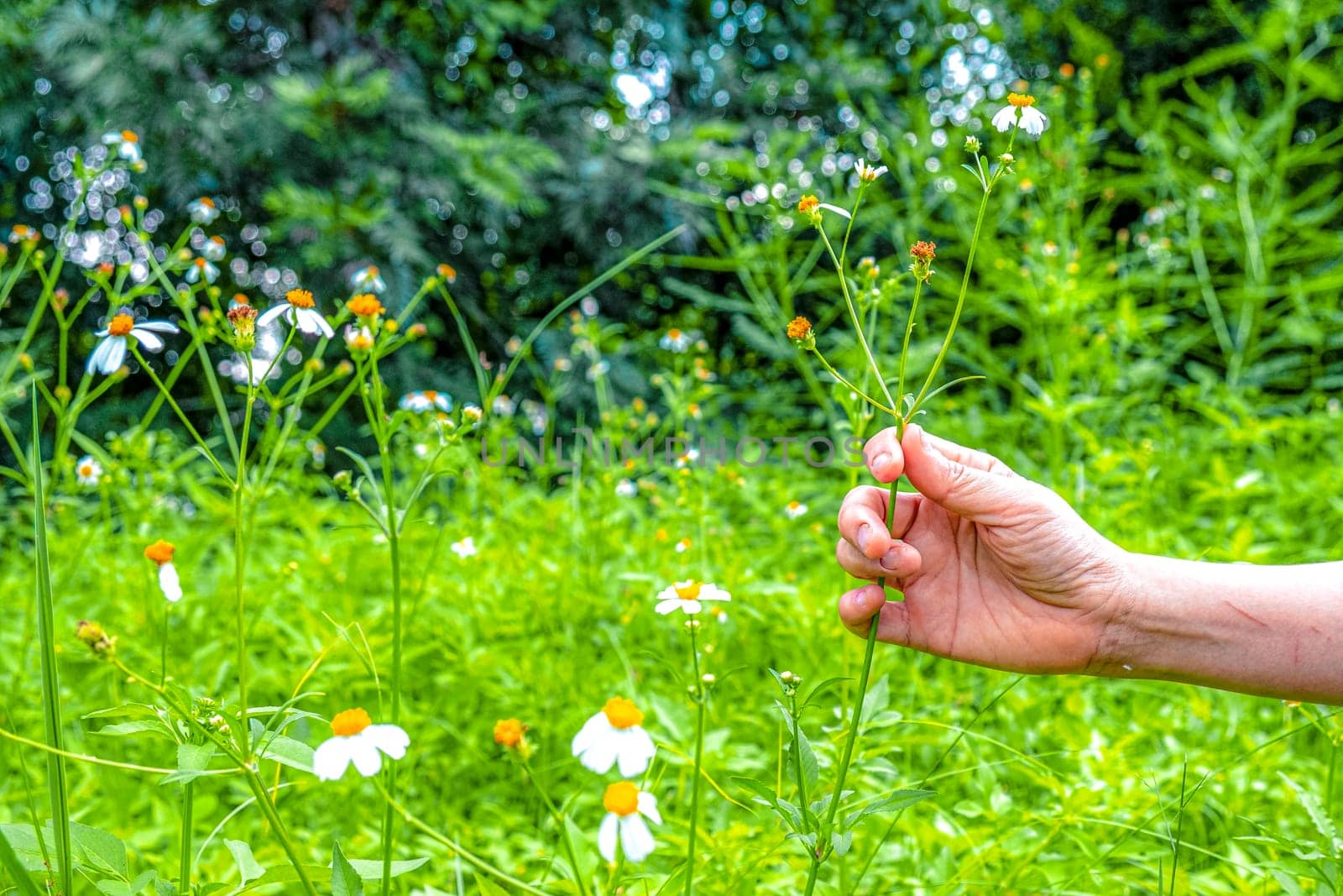 Woman hand touching white little daisy flowers