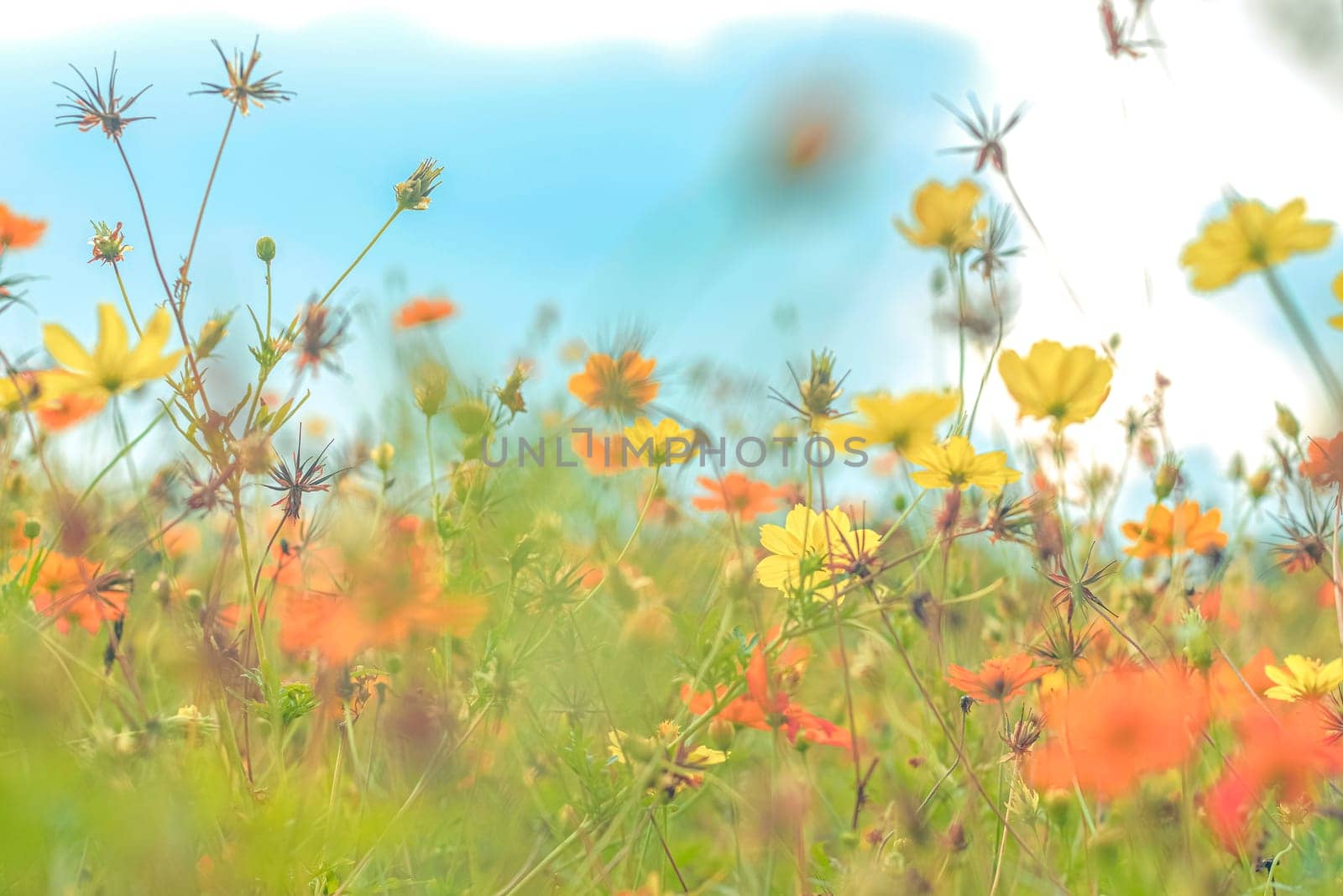 soft focus of colorful cosmos flowers in the field against bright blue sky