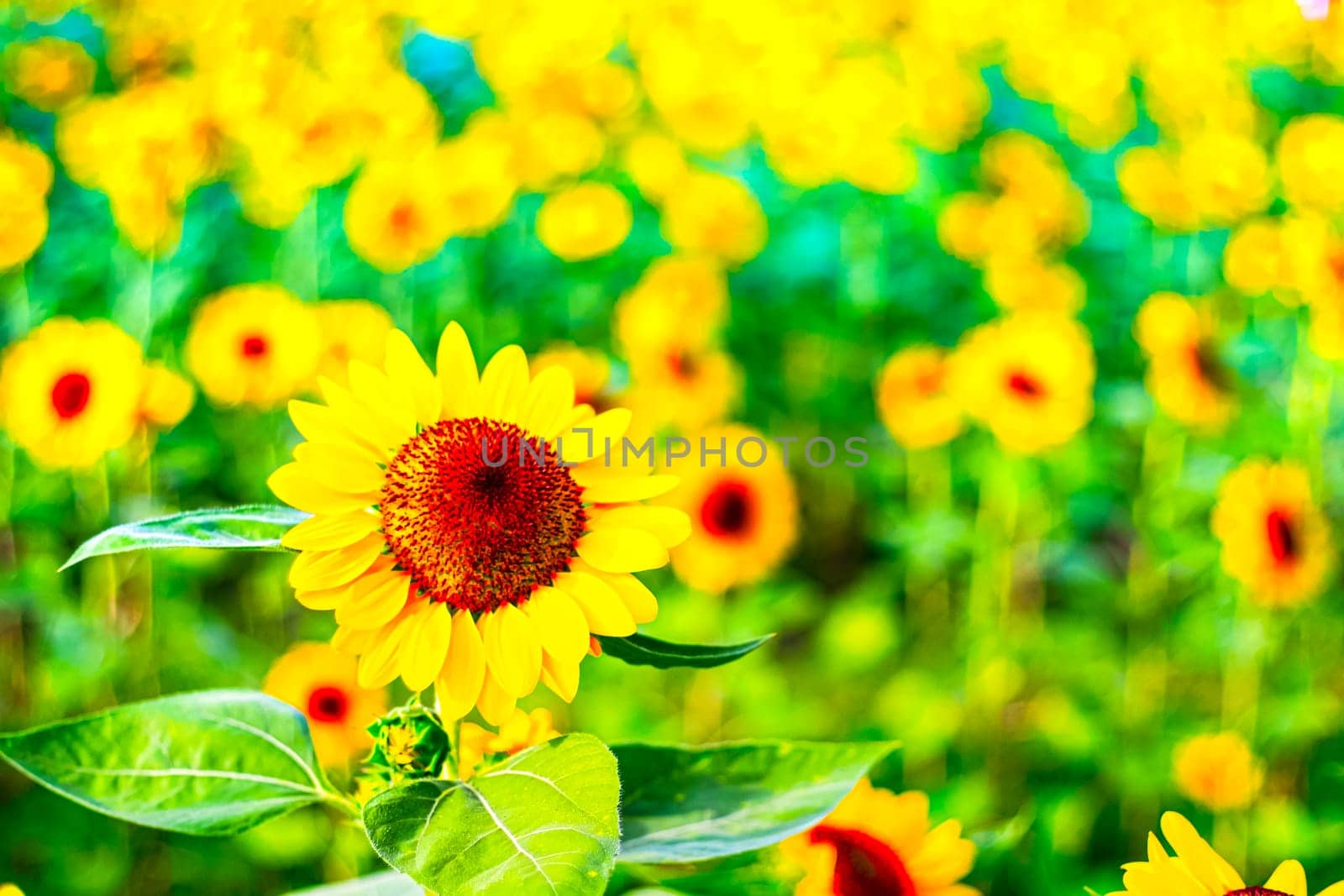 close up Sunflower natural background, Sunflower blooming. field of blooming sunflowers.