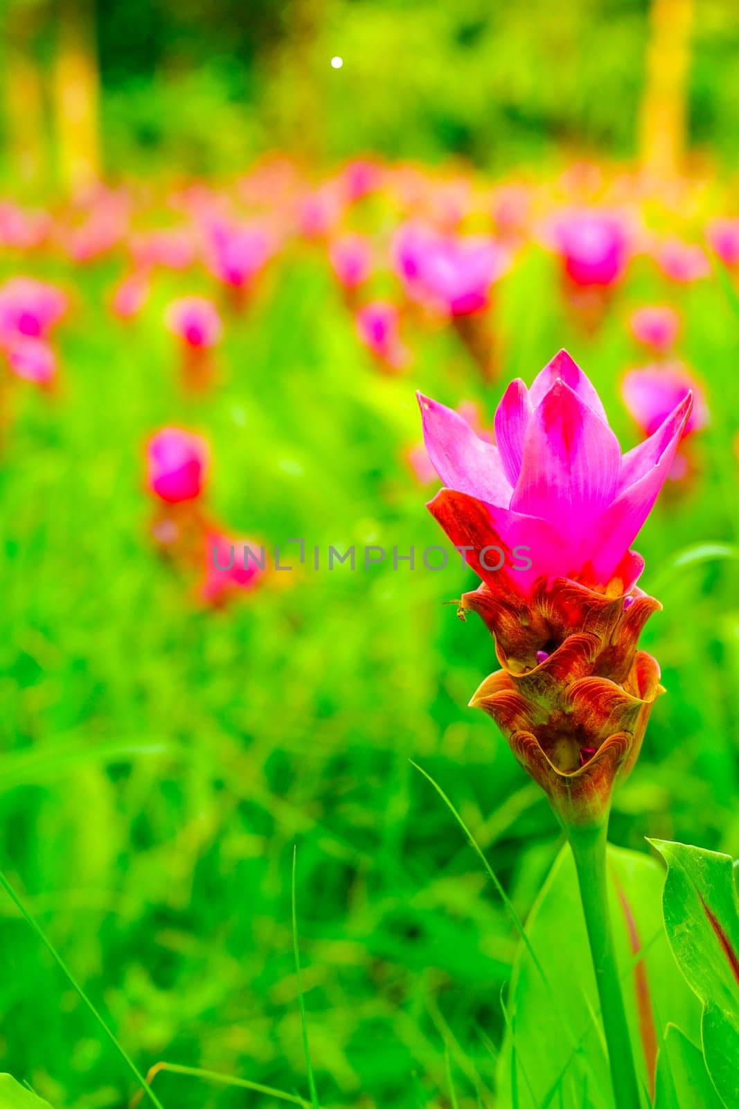 pink flower Wild siam tulips blooming nature background