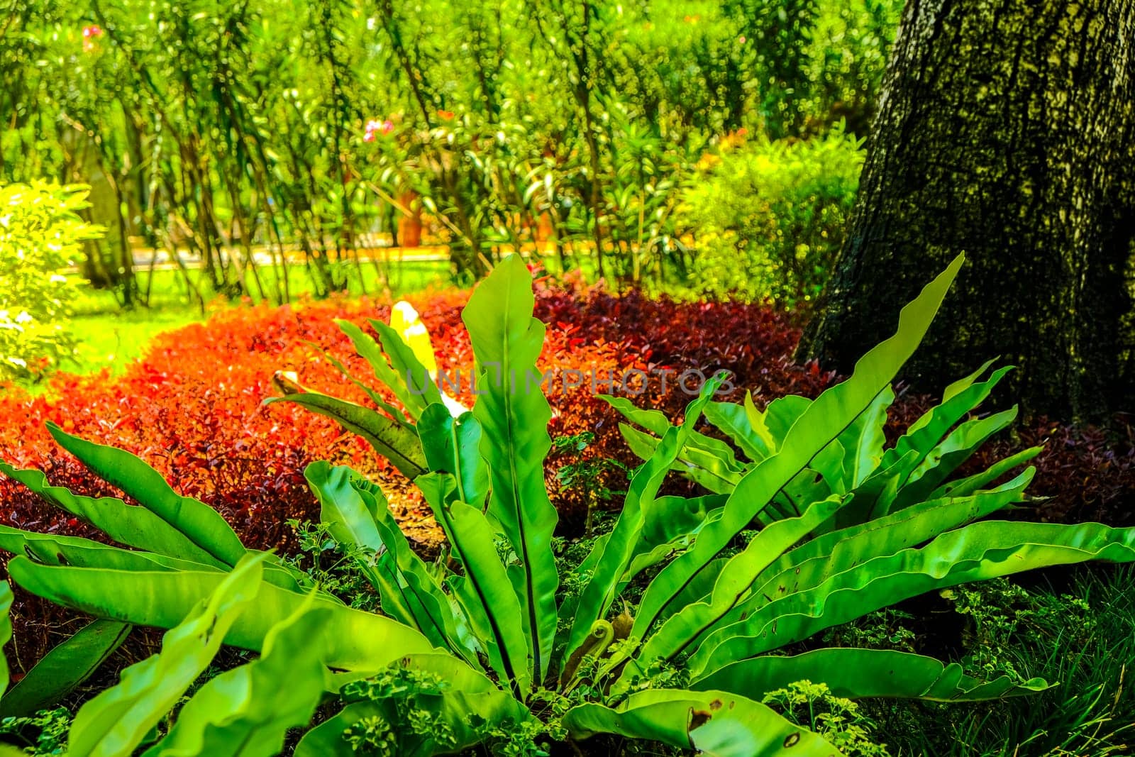 Bird nest fern Asplenium nidus and tropical plant in garden