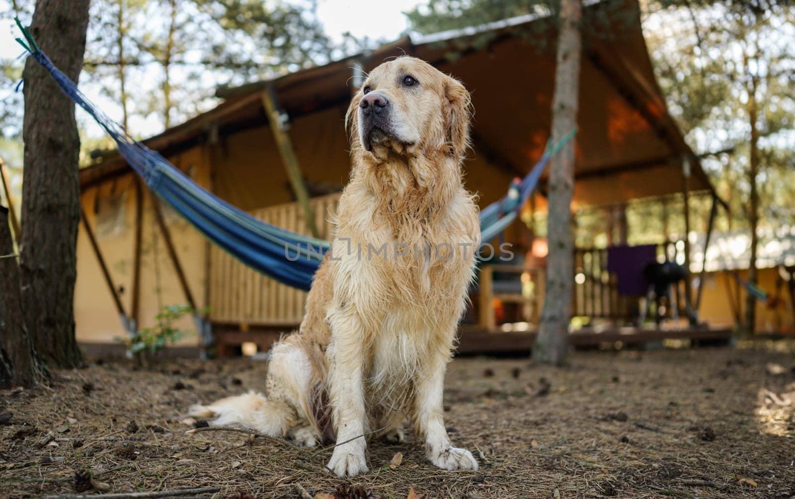 Cute Wet Golden Retriever Dog Outdoors Near The Wooden Camping House And Hummock