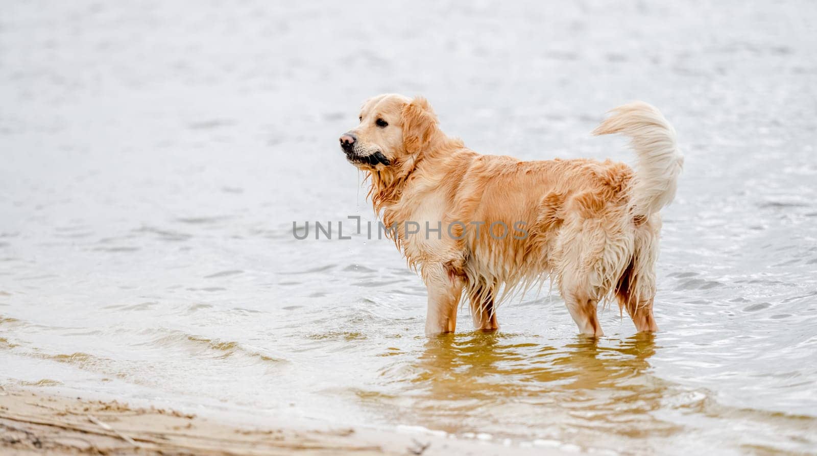 Beautiful golden retriever dog on the beach. Playing with wooden stick