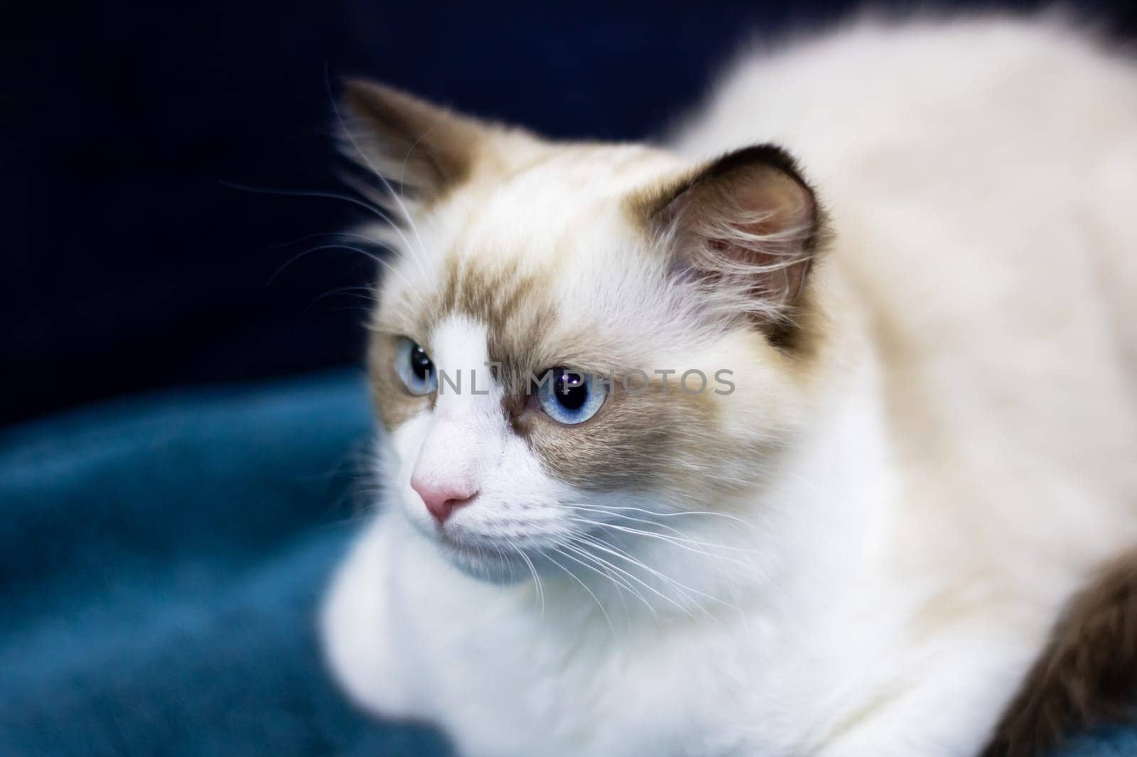 Ragdoll kitten with blue eyes close up portrait