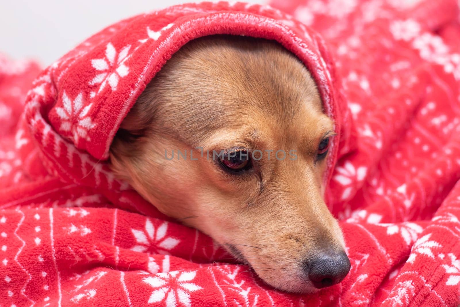 A dog lies in a red New Year's hat close up