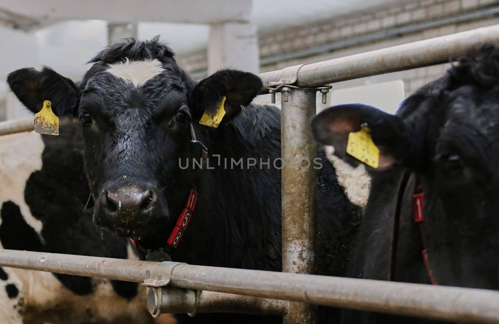 The head of a black and white cow in a paddock on a dairy farm, the cow eats hay.