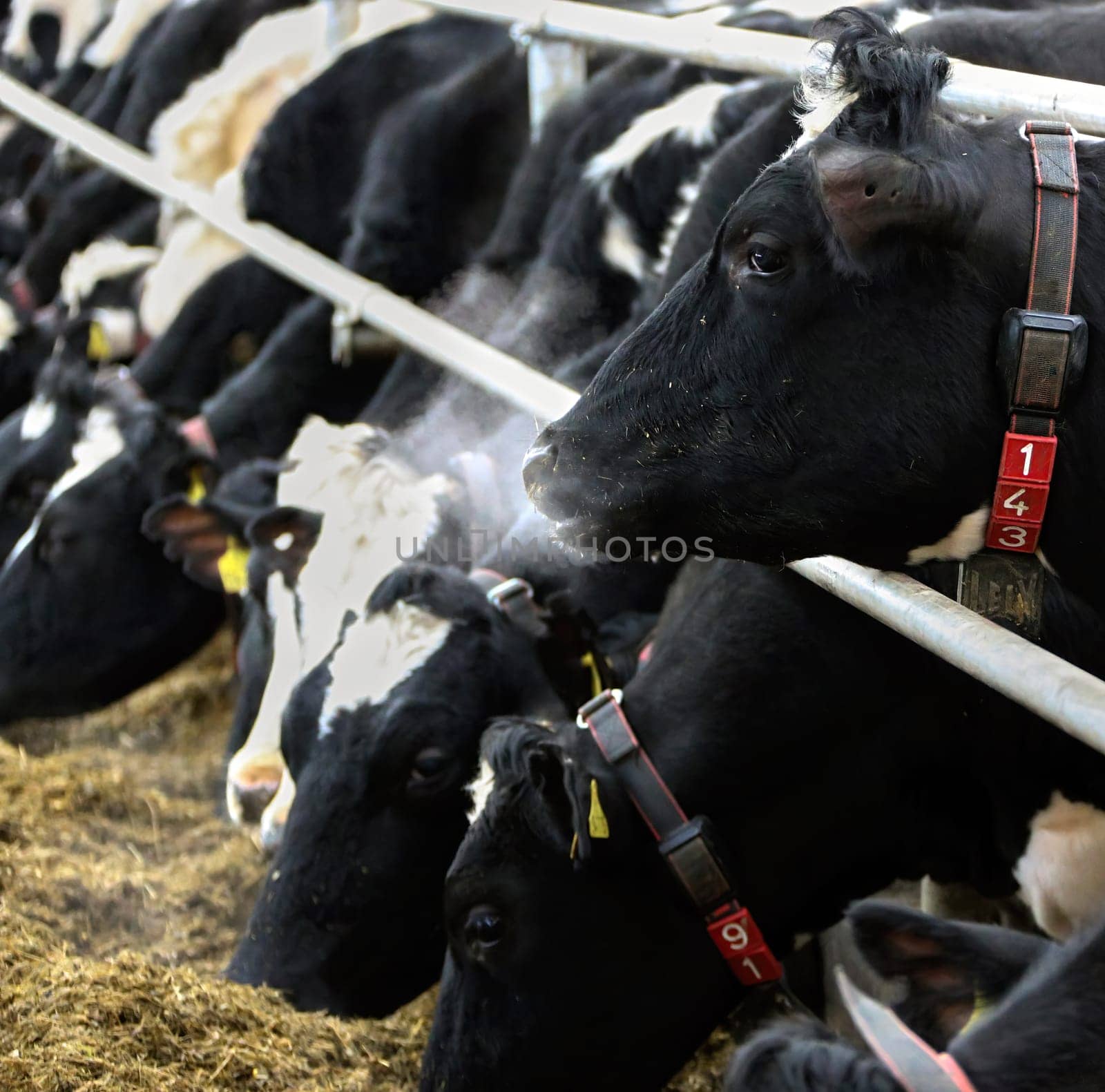 The head of a black and white cow in a paddock on a dairy farm, the cow eats hay.