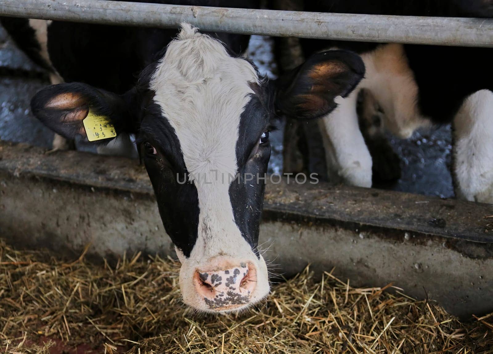 The head of a black and white cow in a paddock on a dairy farm, the cow eats hay.