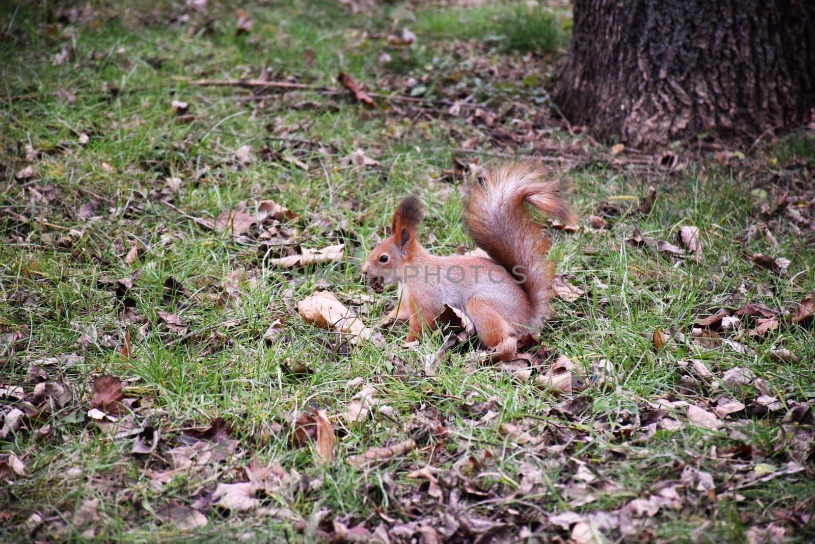 Autumn scene with a cute red squirrel. Sciurus vulgaris. Europeasn squirrel sitting on the stree stump. by IaroslavBrylov