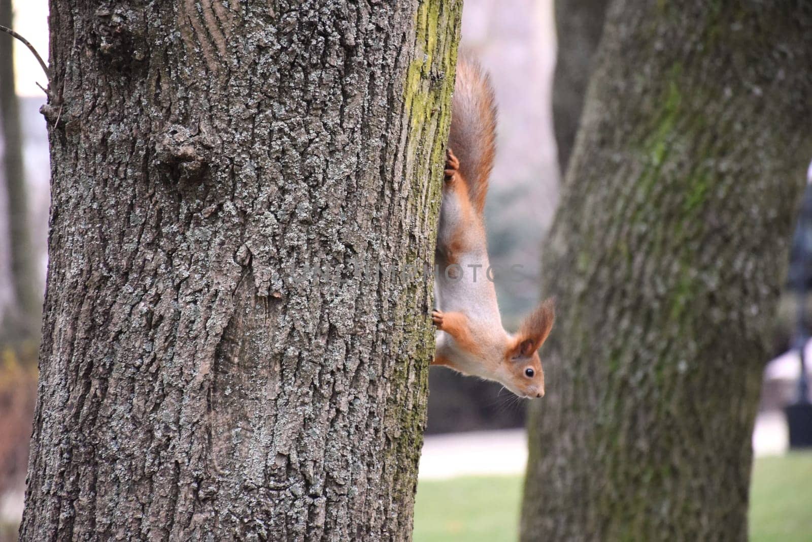 Autumn scene with a cute red squirrel. Sciurus vulgaris. Europeasn squirrel sitting on the stree