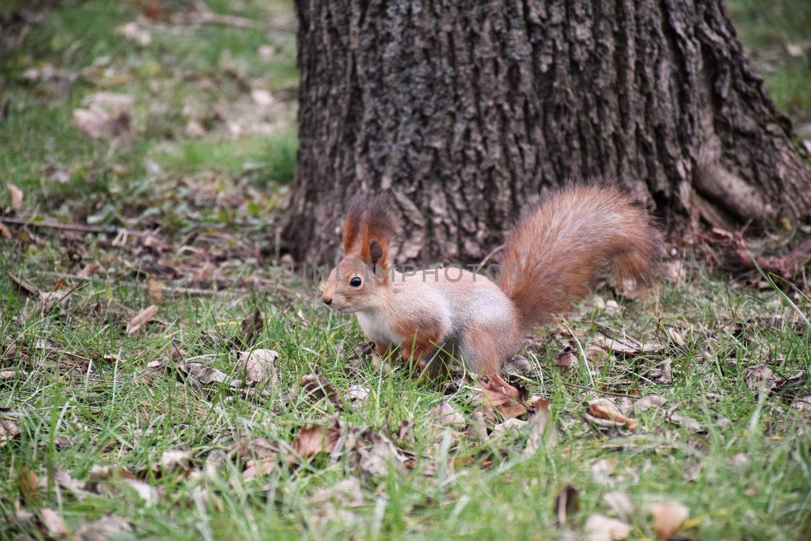 Autumn scene with a cute red squirrel. Sciurus vulgaris. Europeasn squirrel sitting on the stree stump. by IaroslavBrylov