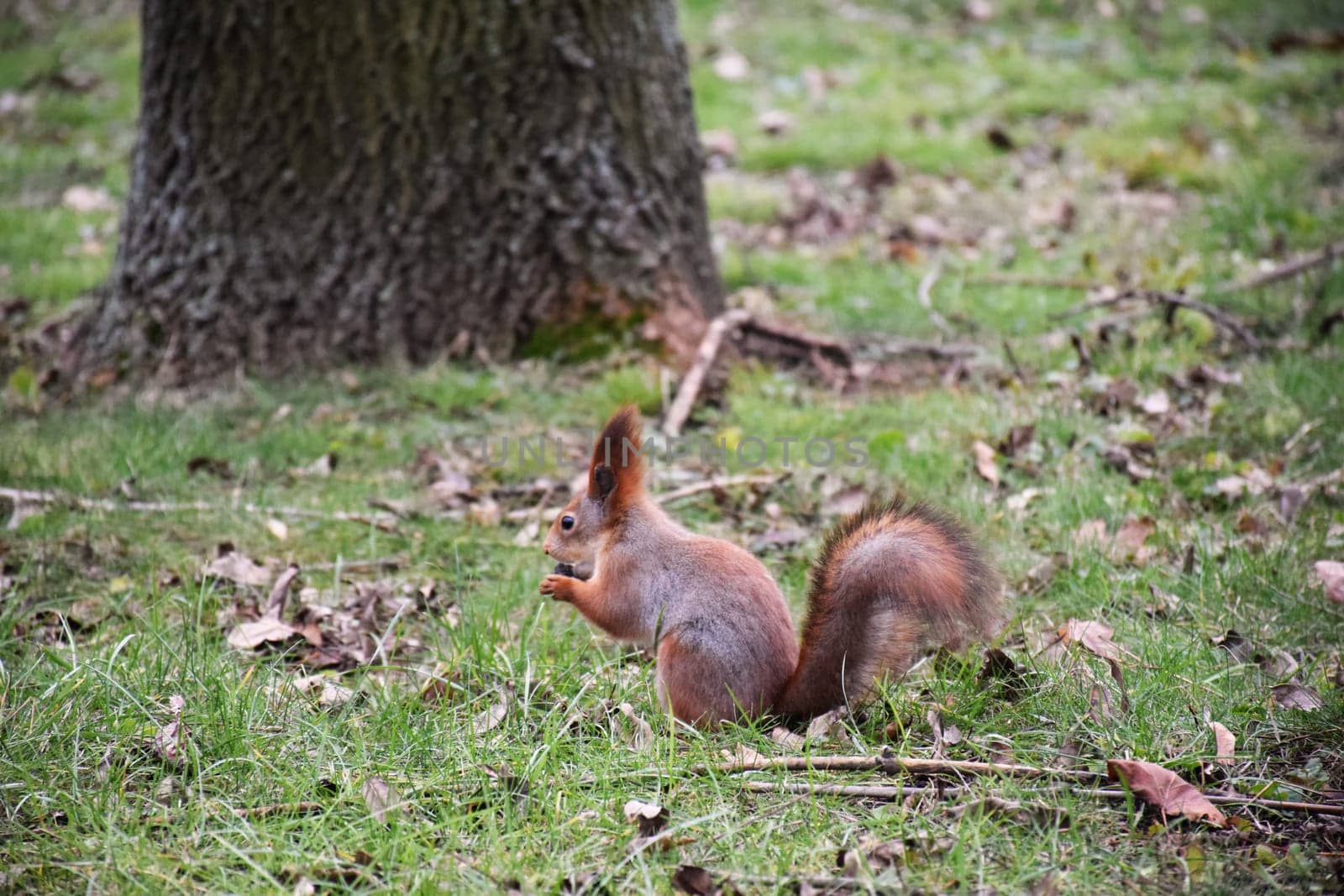 Autumn scene with a cute red squirrel. Sciurus vulgaris. Europeasn squirrel sitting on the stree