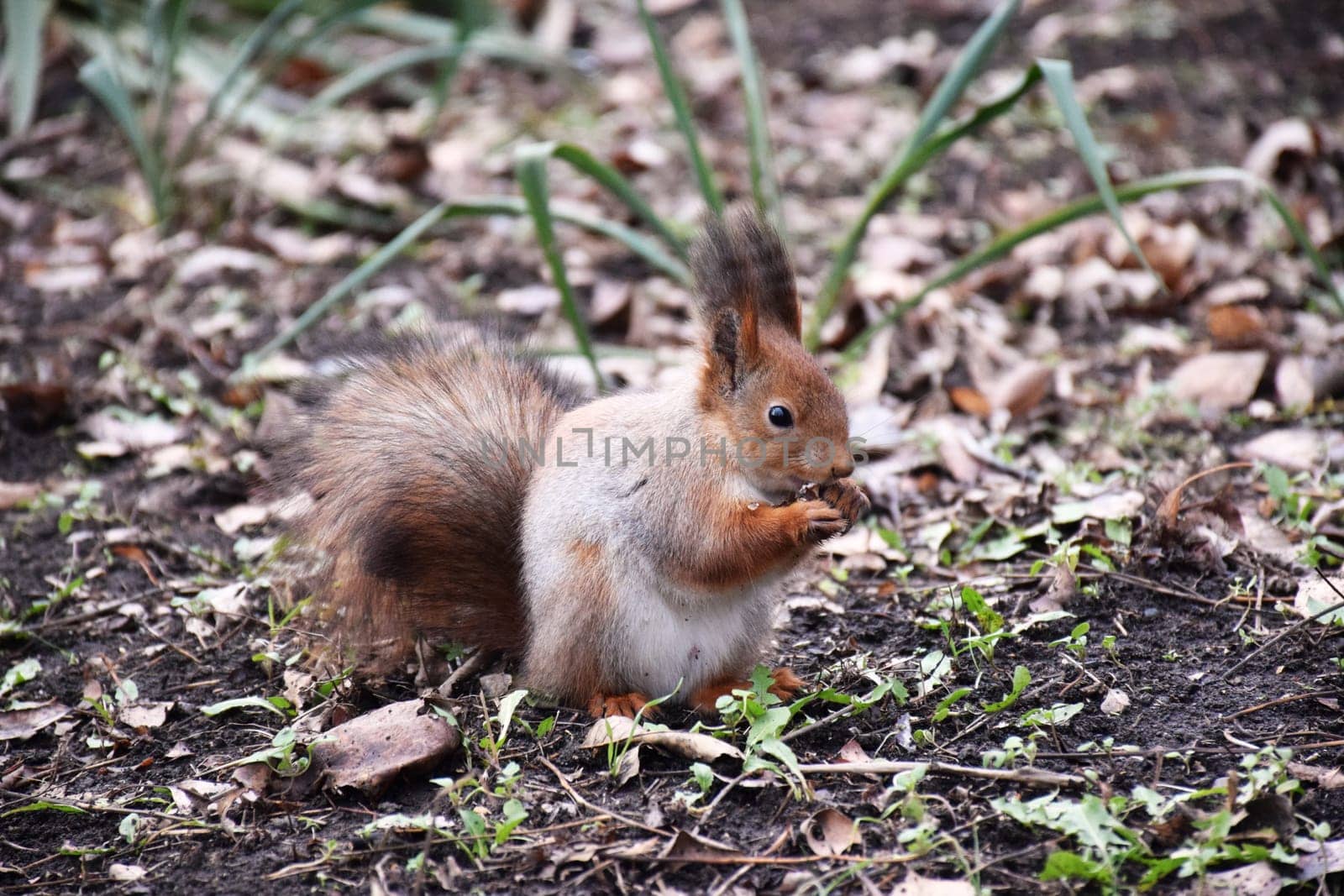 Funny red squirrell standing in the forest like Master of the Universe. Comic by IaroslavBrylov