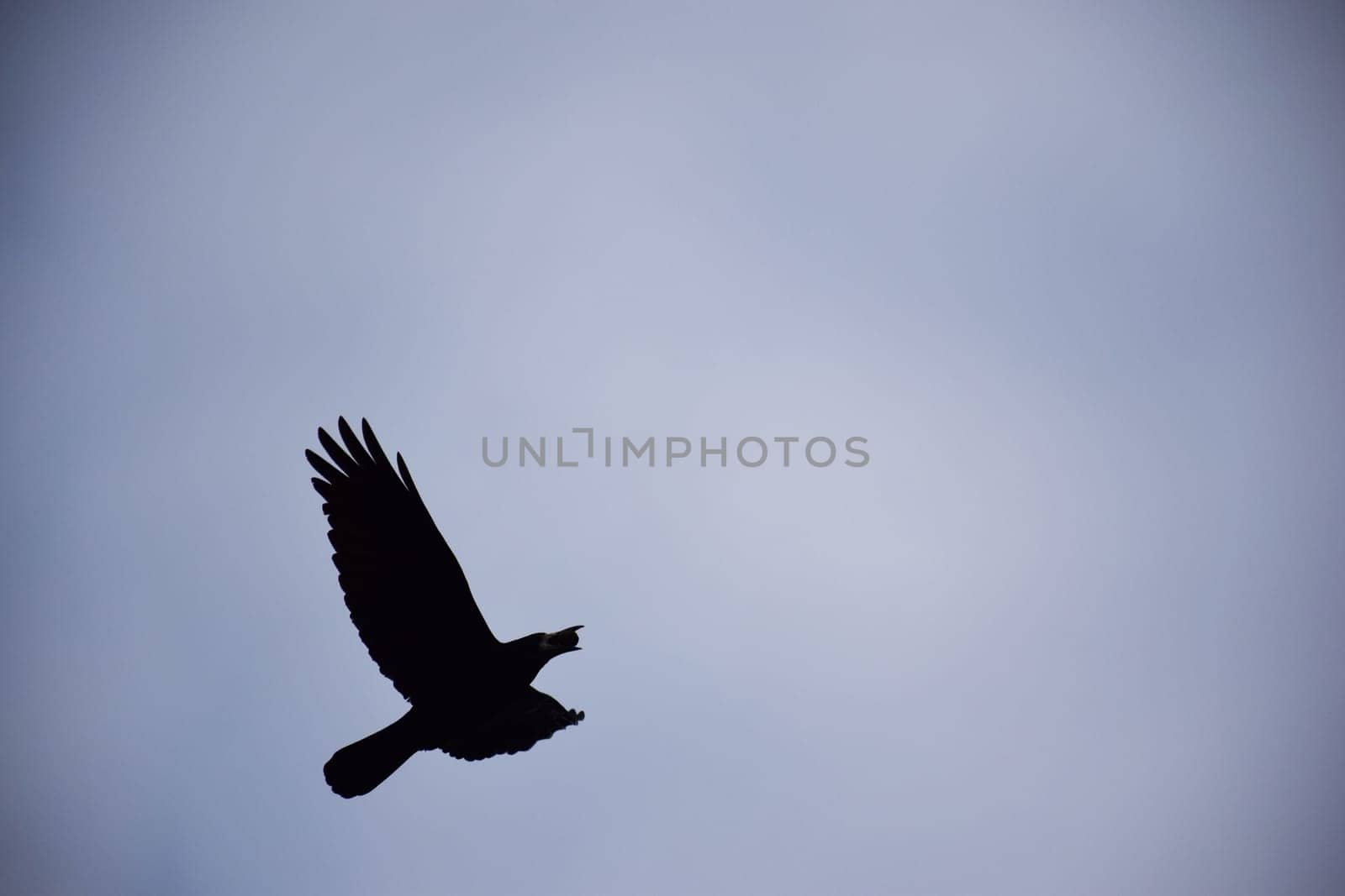 Bird beautiful flying raven Corvus corax North Poland by IaroslavBrylov