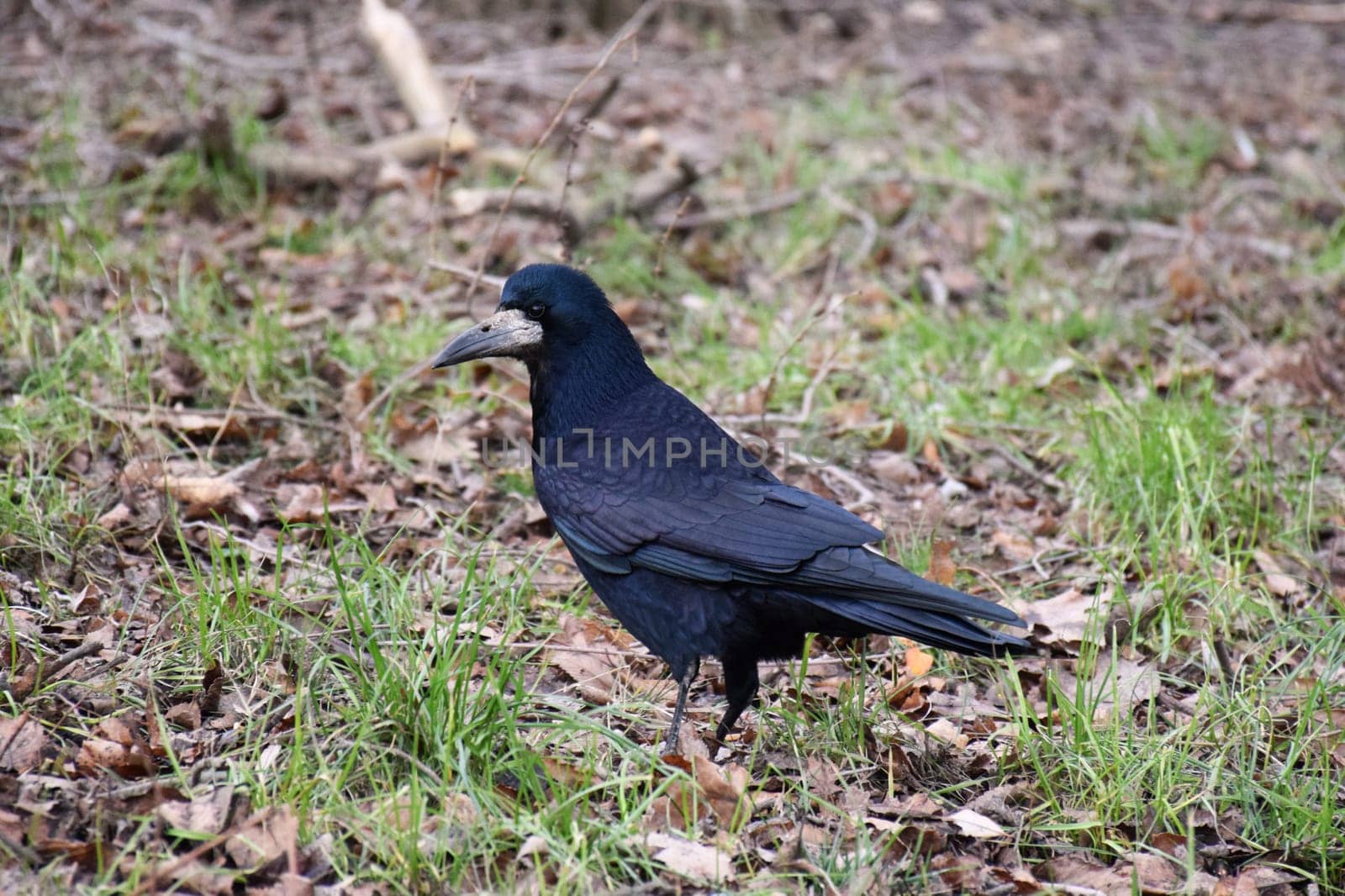 Bird beautiful flying raven Corvus corax North Poland Europe