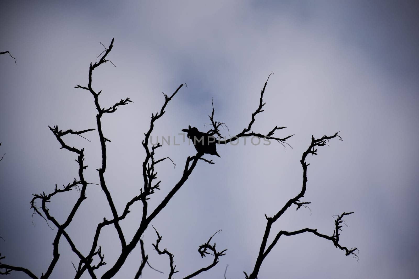 Bird beautiful flying raven Corvus corax North Poland by IaroslavBrylov