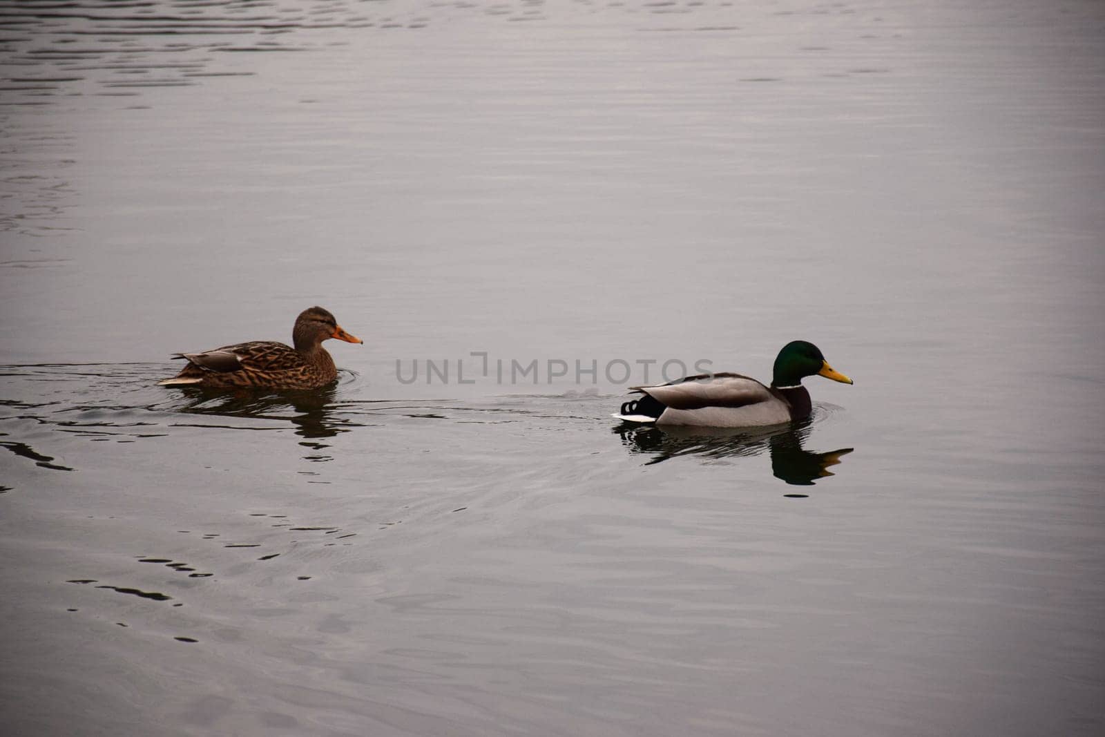 Male mallard duck, portrait of a duck with reflection in clean lake water in Germany.