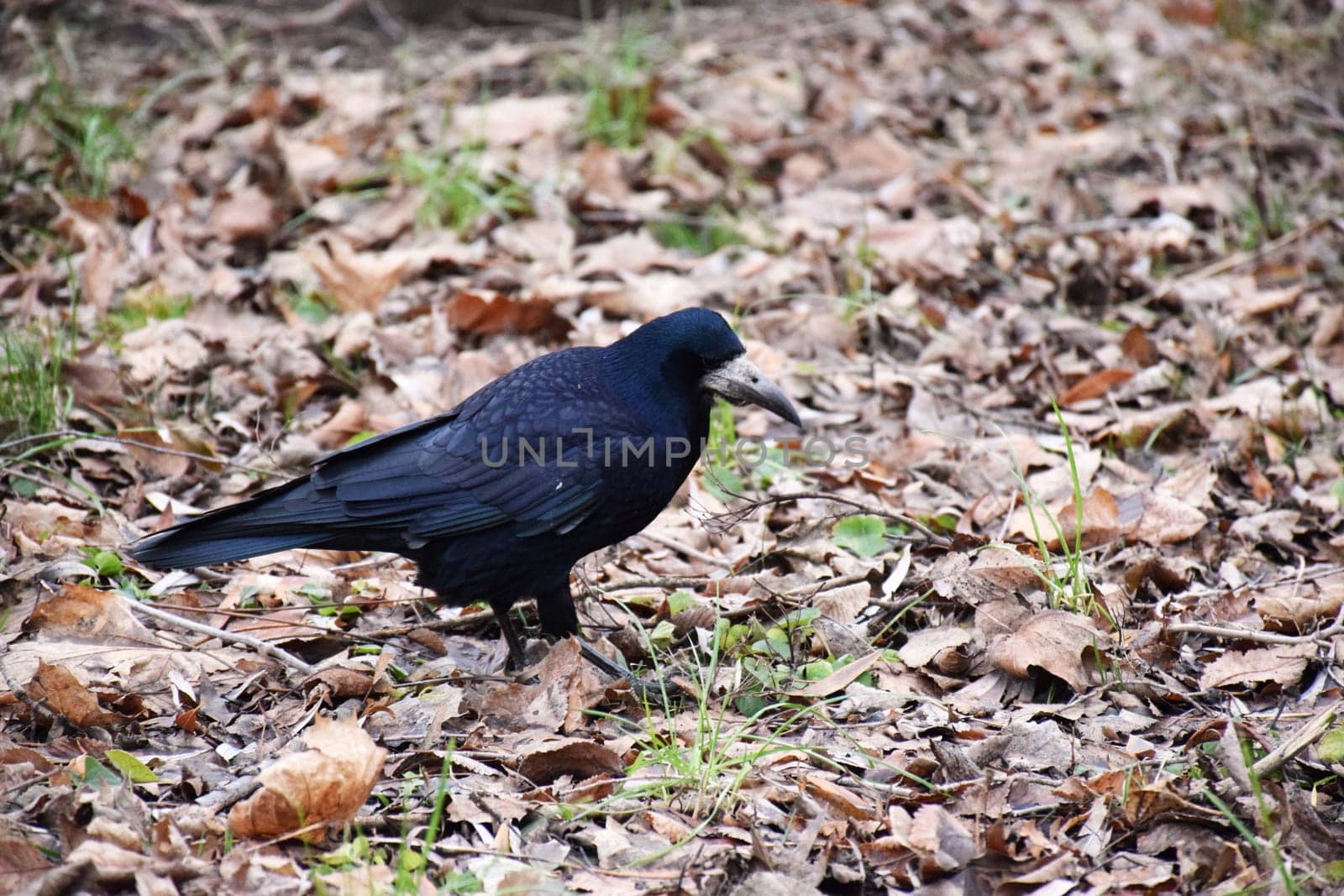 Bird beautiful flying raven Corvus corax North Poland by IaroslavBrylov