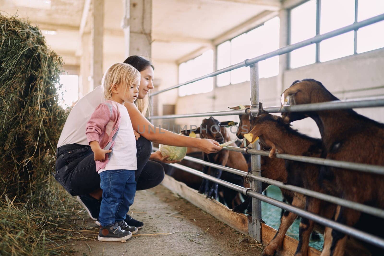 Little girl looks at her mother feeding cabbages to goatlings in a paddock on a farm. High quality photo