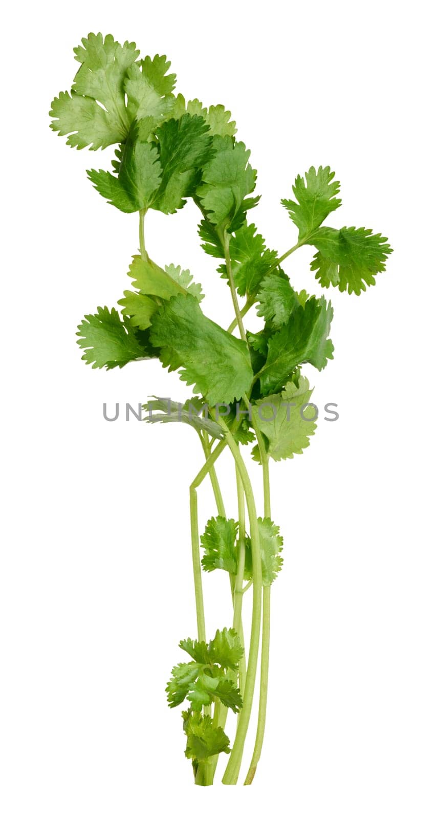 Fresh bunch of cilantro on isolated background, spice