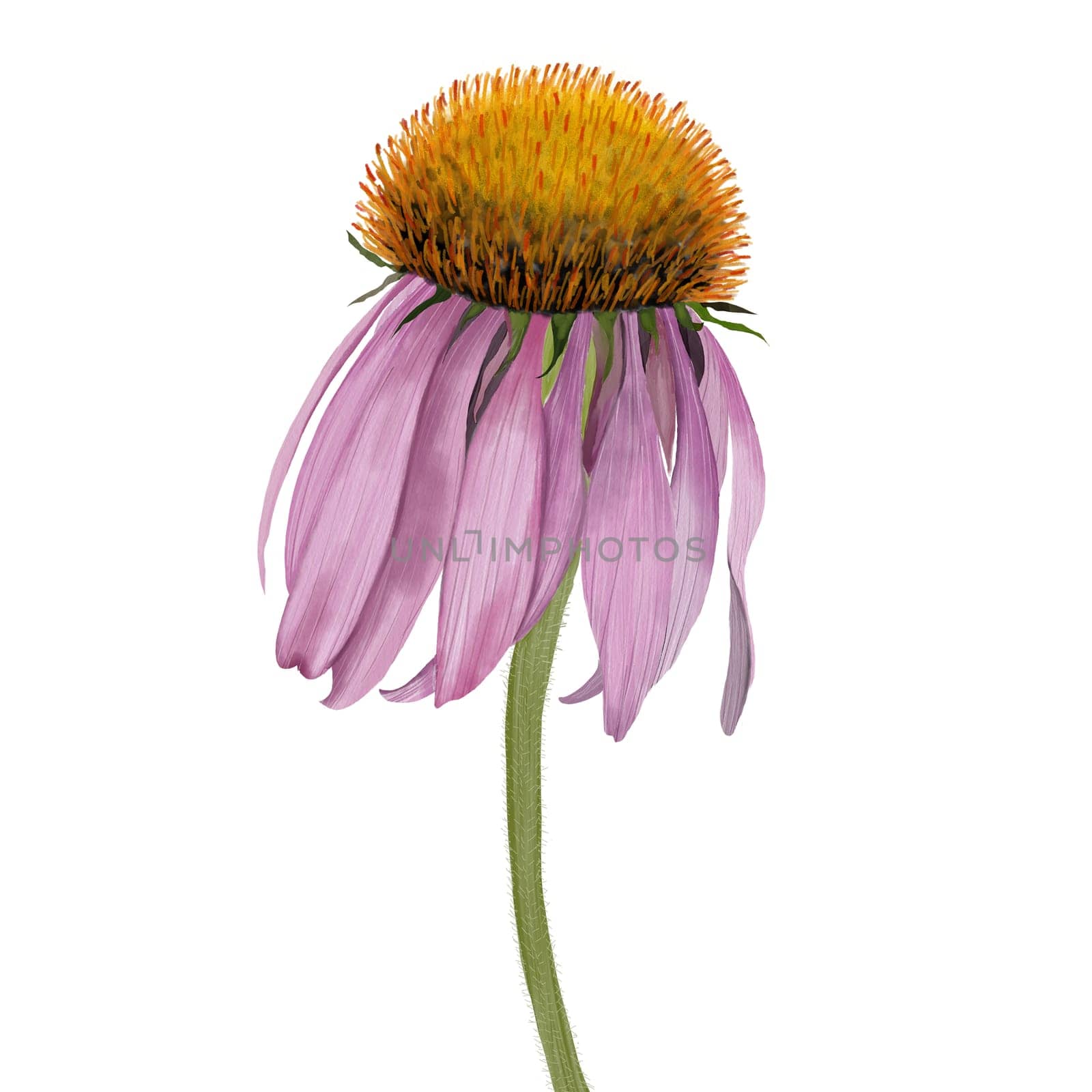 Watercolor drawing of purple echinacea hand drawn on a white background isolate. Flower purple, pink medical. for the design of cards and postcards. High quality photo