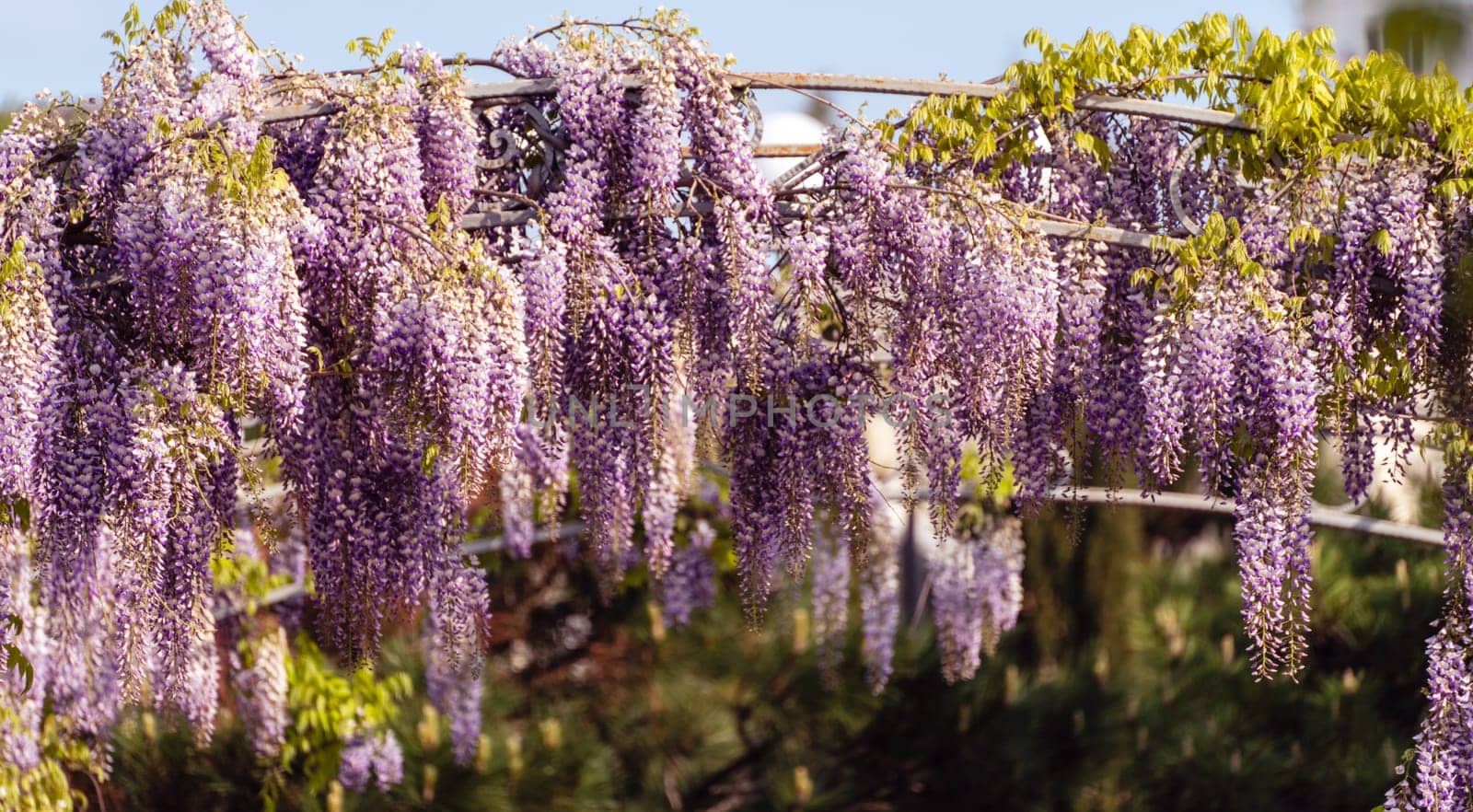 Blooming Wisteria Sinensis with classic purple flowers in full bloom in drooping racemes against the sky. Garden with wisteria in spring. by Matiunina