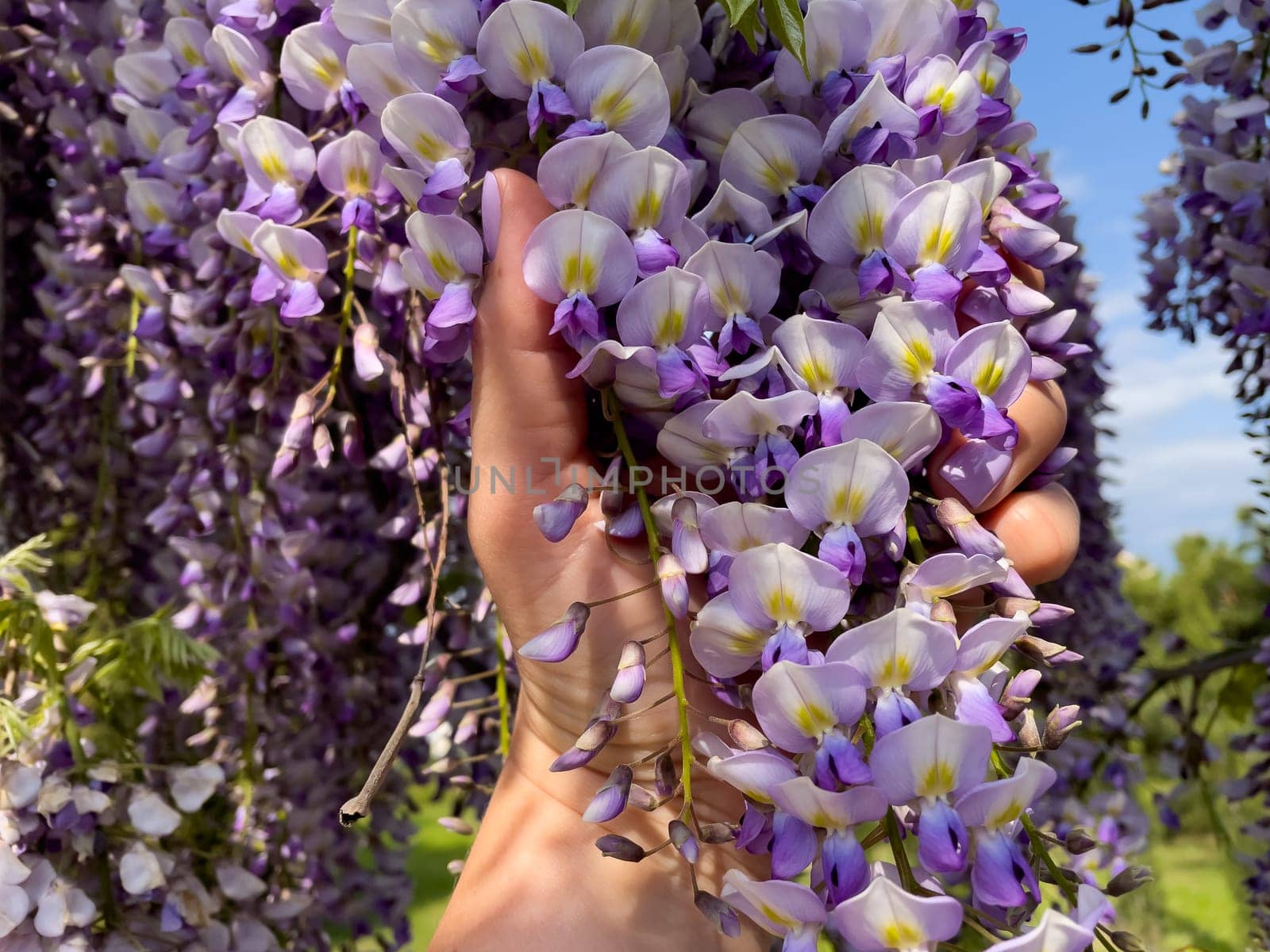 Blooming Wisteria Sinensis with scented classic purple flowersin full bloom in hanging racemes closeup. Garden with wisteria in spring by Matiunina