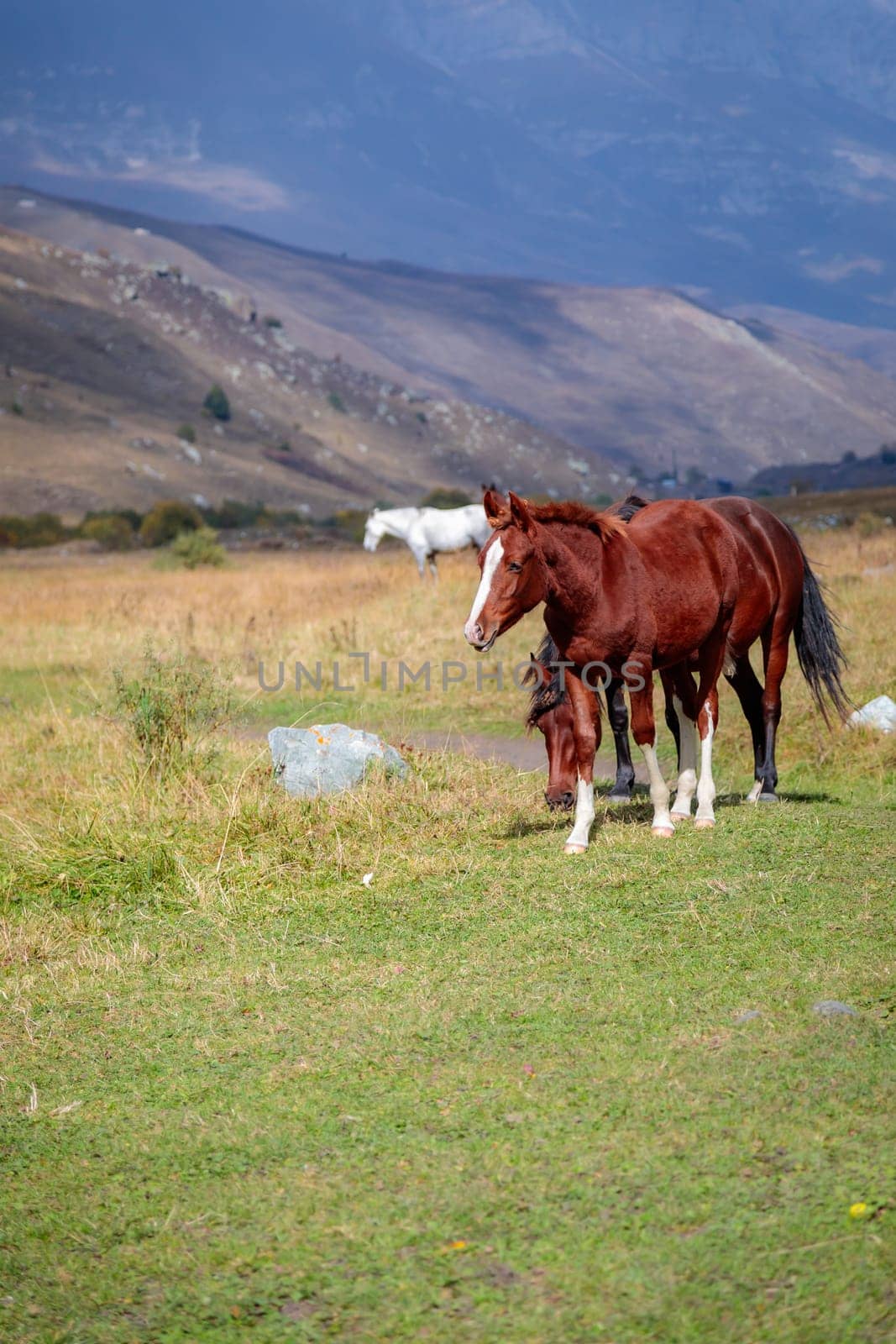 Majestic wild horses run freely among the mountain peaks, embodying the strength and beauty of the wild