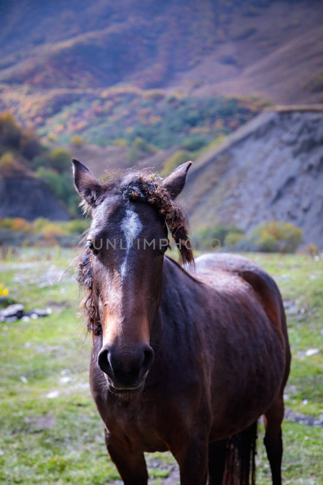 Majestic horse enjoying freedom in mountainous landscape
