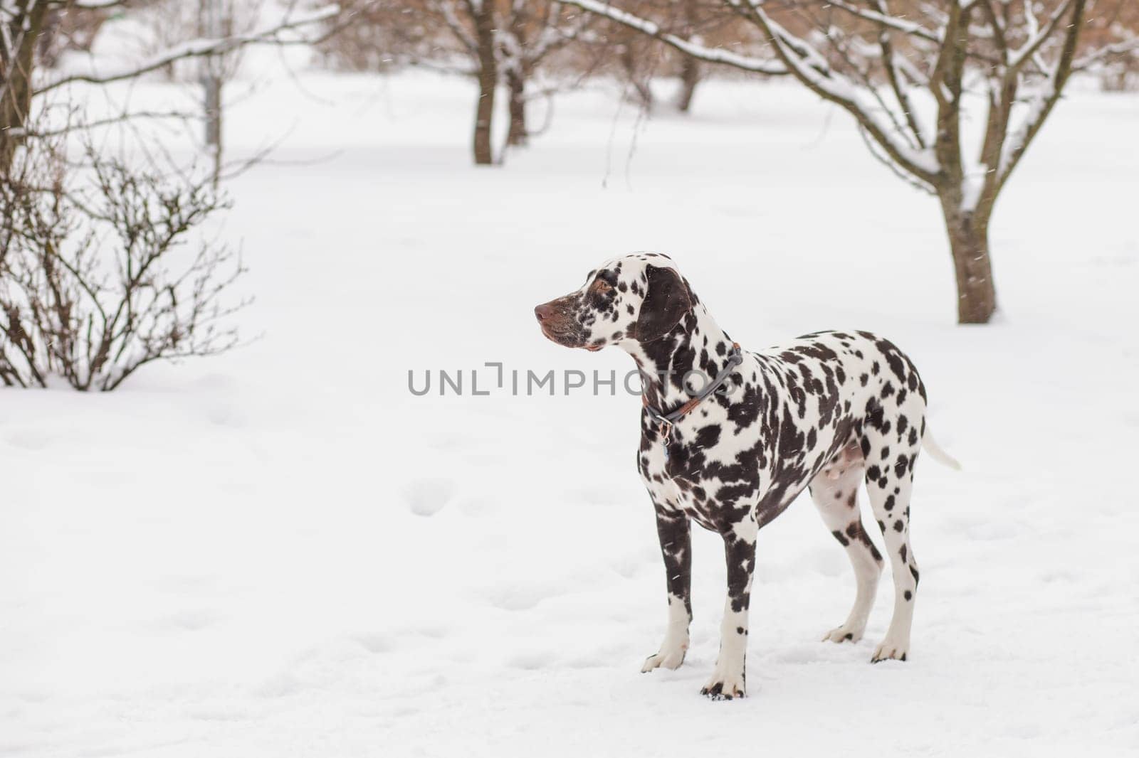The dog breed Dalmatians in winter, the snow stands and looks beautiful. lovely dalmatian dog. Portrait of a pretty male dog in winter outdoors by YuliaYaspe1979