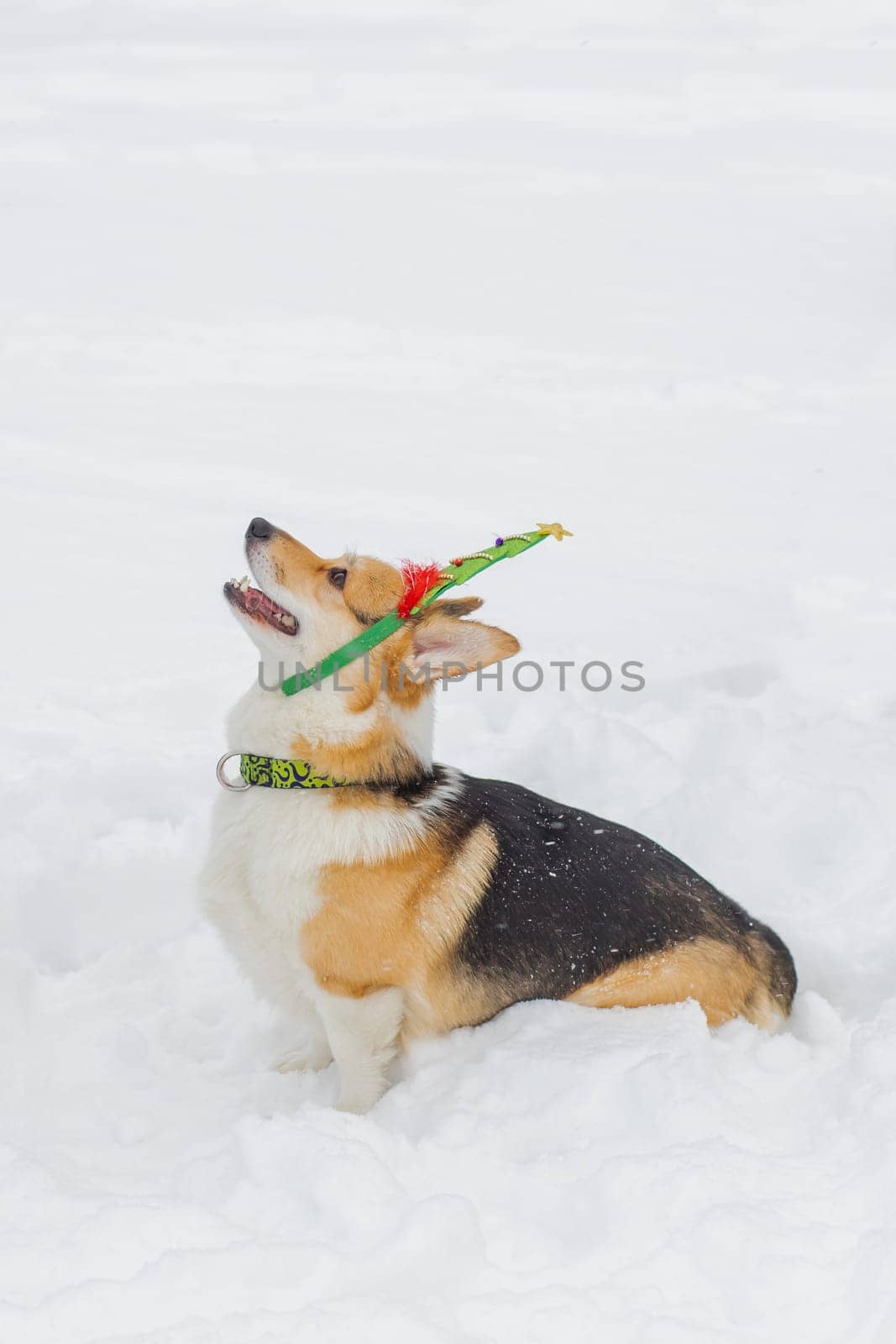 Welsh Corgi Pembroke puppy peeking out from behind snow-covered tree trunks against the backdrop of a frosty winter landscape. Muzzle in the snow