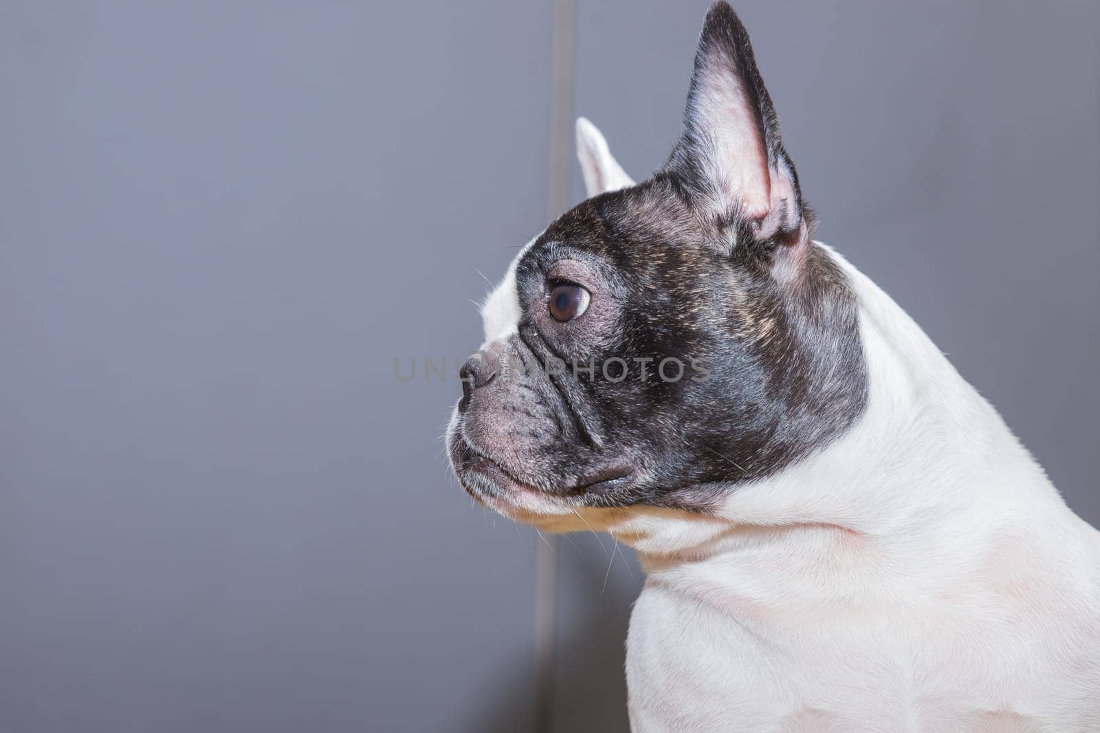 Adorable french bulldog wanna go to bed. dog resting on bed during daytime. Funny ear up. Pets indoors at home. Dog Relaxing.Animal communication concept.love for pets by YuliaYaspe1979
