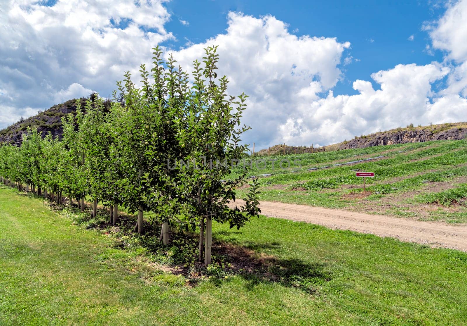 Orchard farm field with apple trees and watermelon plants on mountain slope and cloudy sky background.