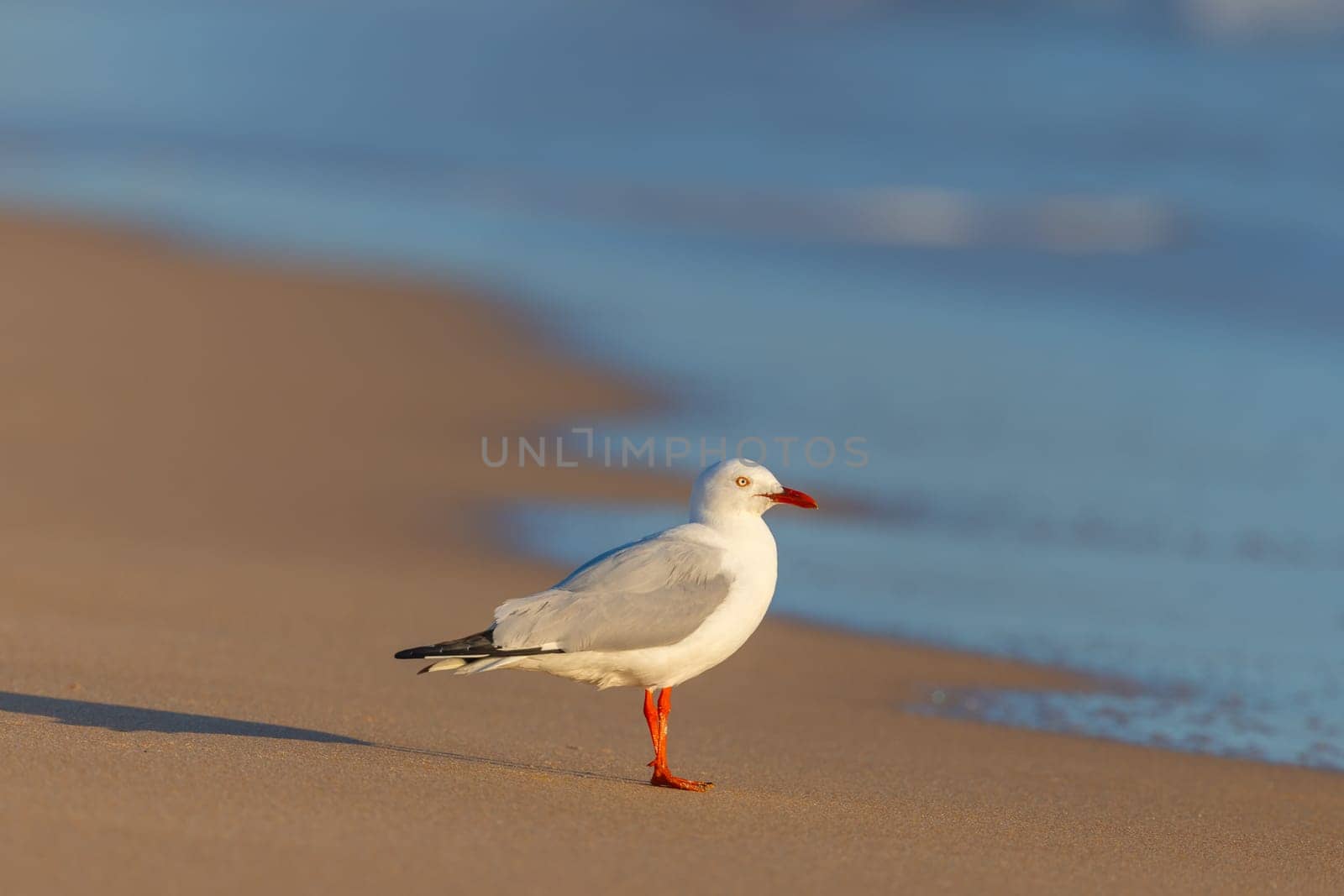 A seagull at Portsea Ocean Beach during a sunny evening in Portsea, Victoria, Australia