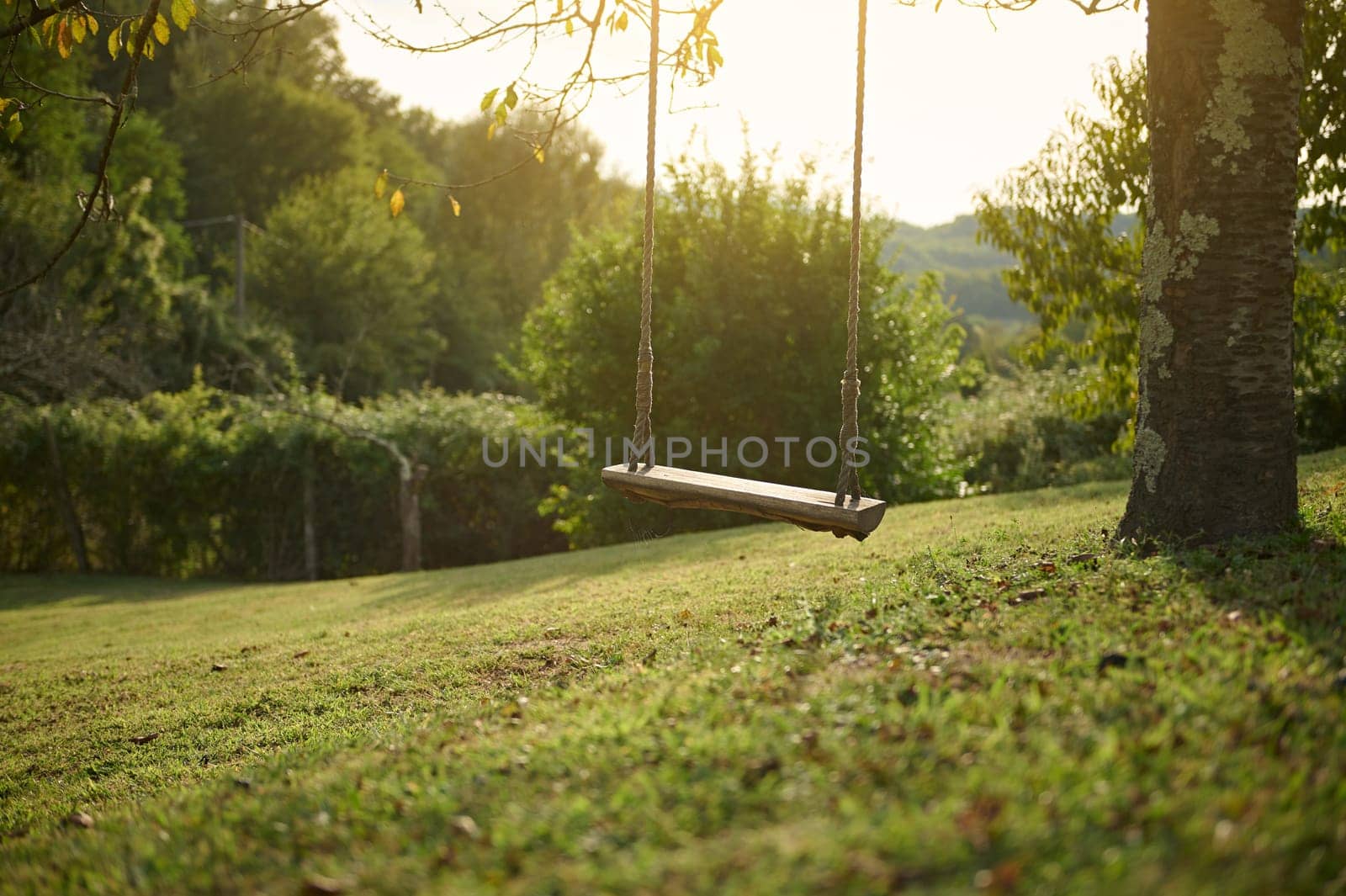 Still life with a simple wooden swing handing on the tree branch on the garden at sunset. Swing - play equipment against green grass background