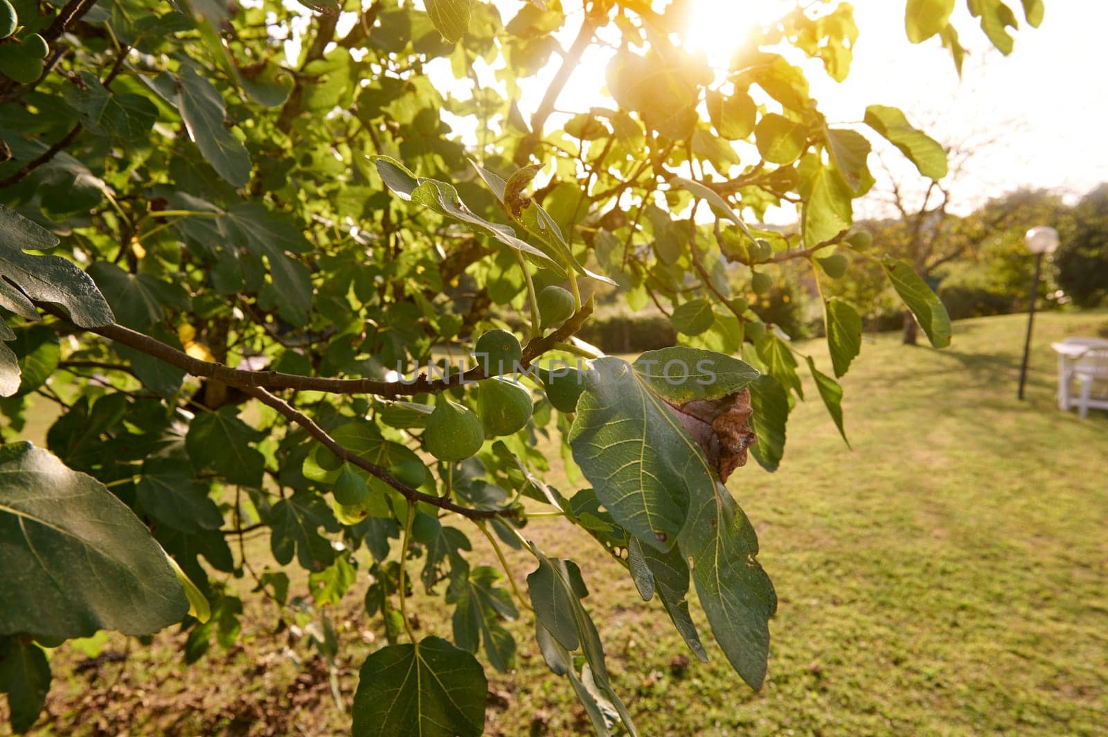 Fig tree with ripening figs growing on the branch in orchard against sunset background. Agriculture. Nature background with copy advertising space