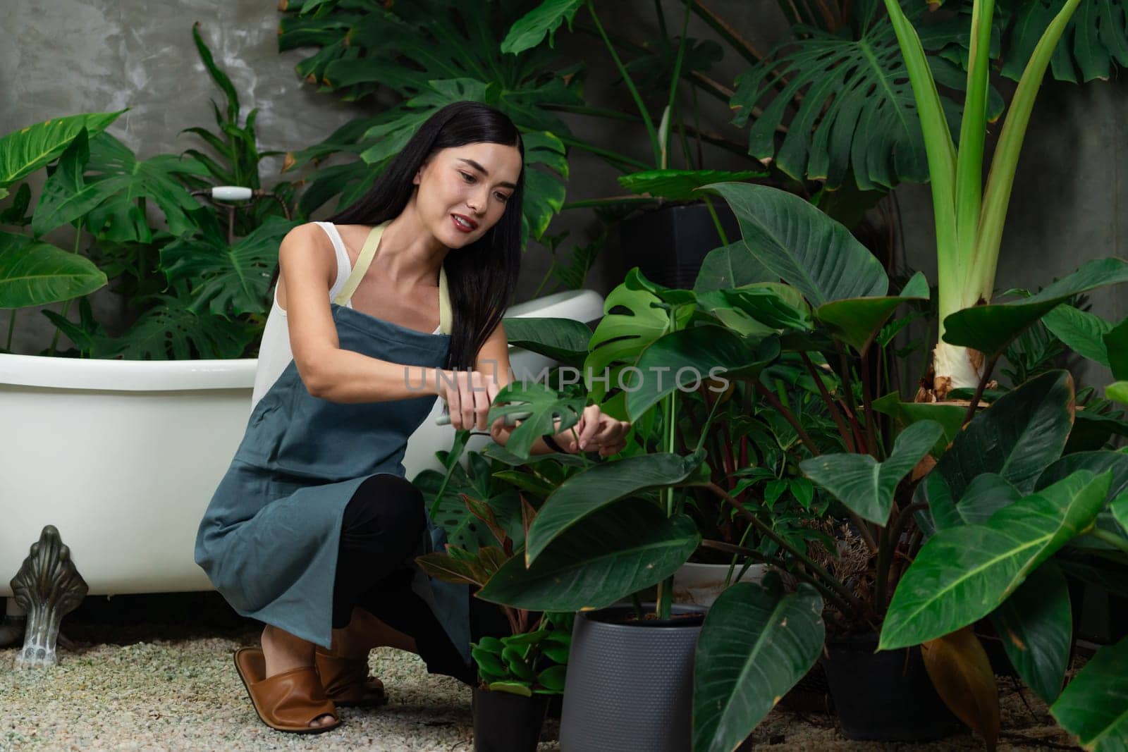 Young female gardener tending and trimming to tropical plant in minimalist architectural concrete style summer exotic plant foliage garden, home gardening for environmentalist lifestyle. Blithe