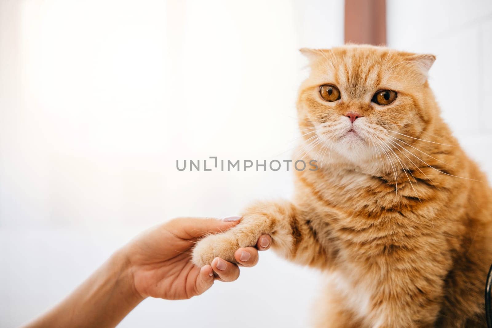 In a harmonious atmosphere, a woman holds her cat's paw as it rests comfortably in her lap, showcasing the neat bond and togetherness they share, a picture of harmony and care. Pat love