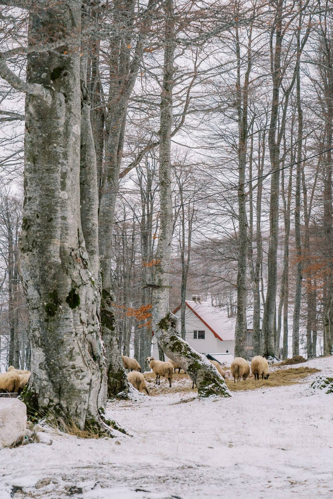 Flock of sheep eats hay in a snowy forest near a farm. High quality photo