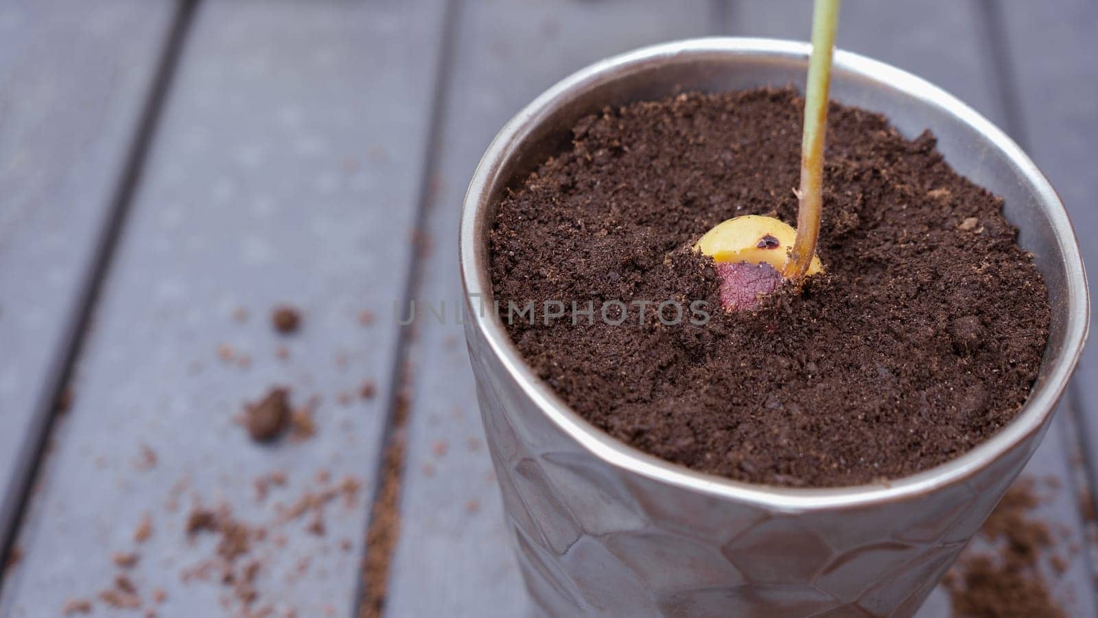 Sprouted avocado pit. Growing avocados in a pot. A young fresh avocado sprout with leaves grows from a seed in a pot. Sprout an avocado seed. by JuliaDorian