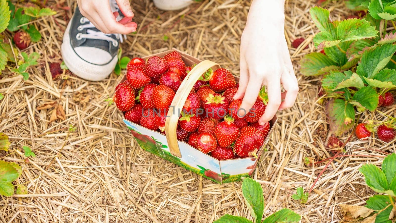 Full basket with fresh red strawberries after harvest on ground next to black shoes on organic strawberry farm. Strawberries ready for export. Agriculture and ecological fruit farming concept by JuliaDorian