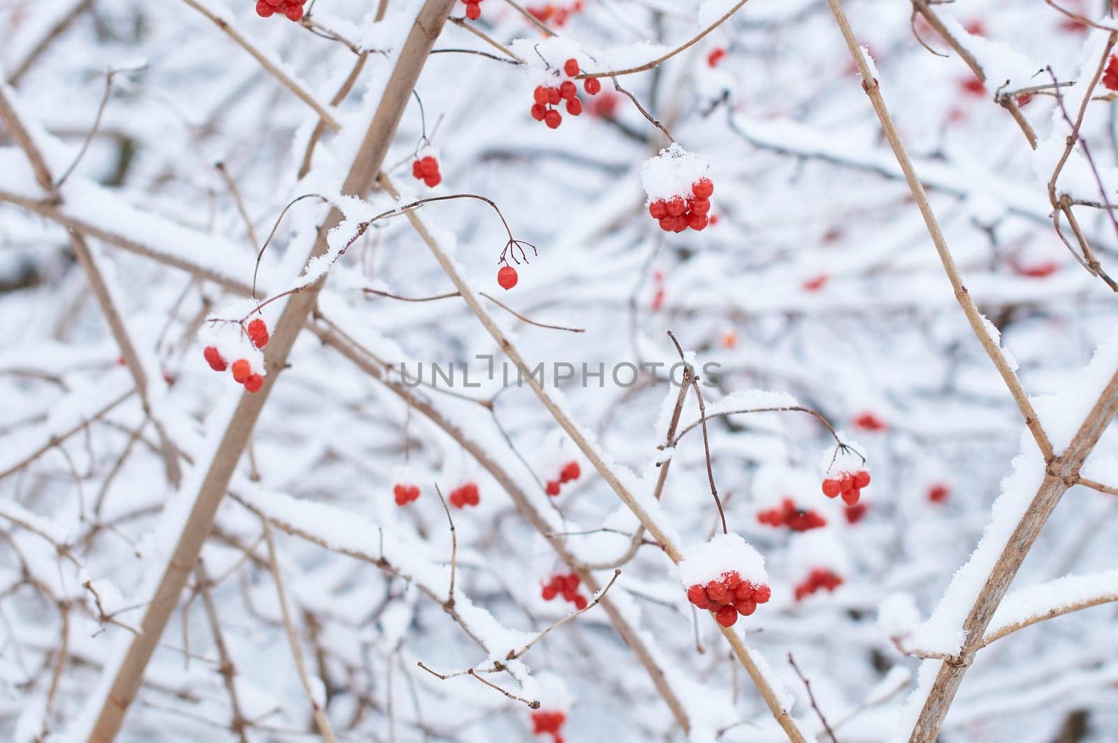 Edible frozen red viburnum berries on a bush covered with snow in winter by berezko