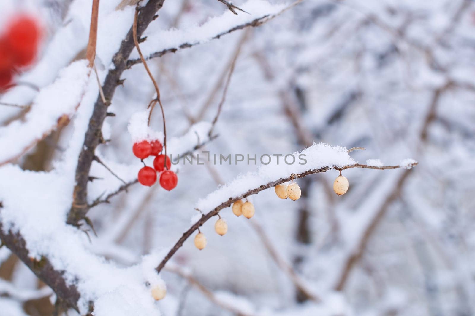 Edible frozen viburnum berries on a bush covered with snow in winter