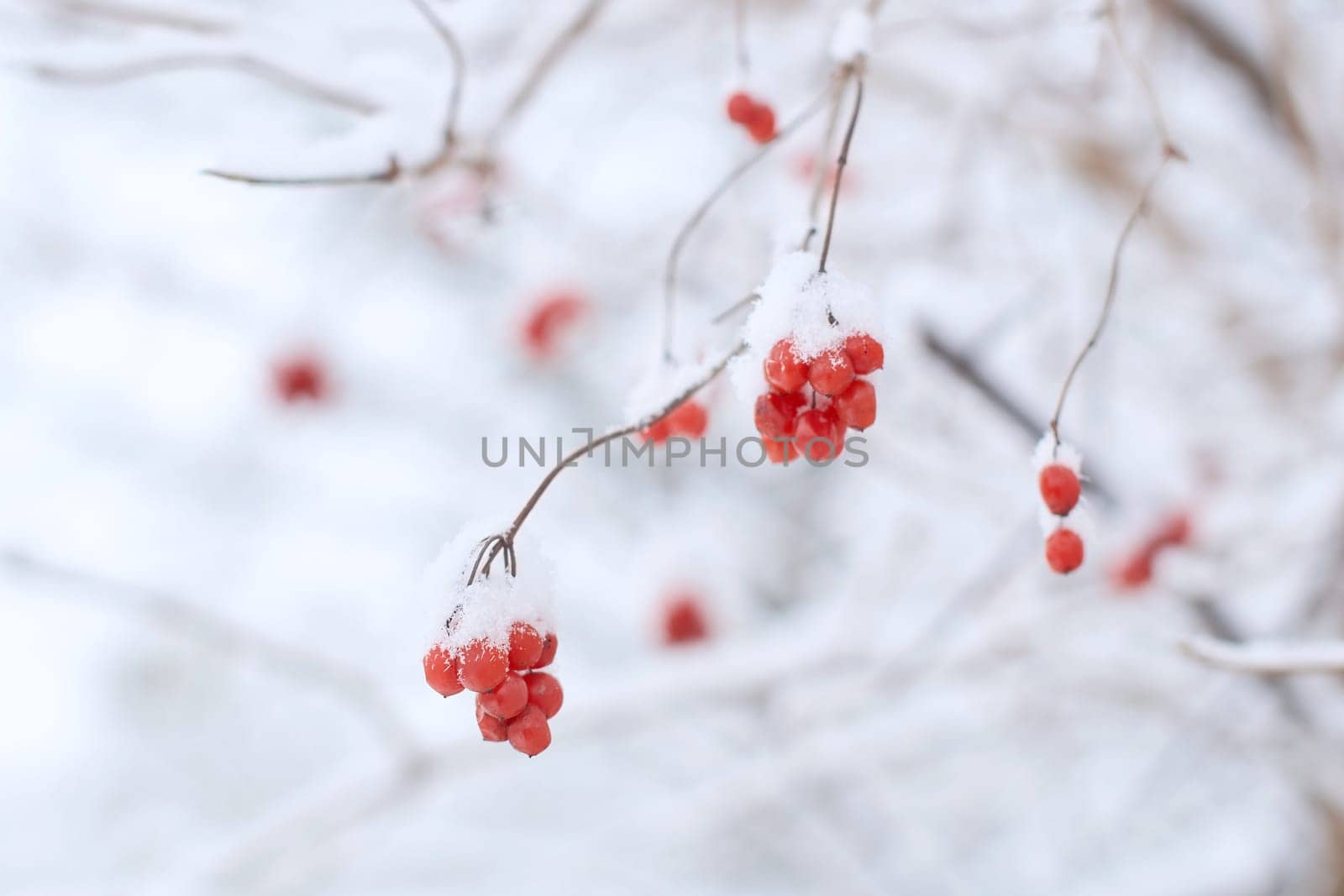 Edible frozen red viburnum berries on a bush covered with snow in winter by berezko