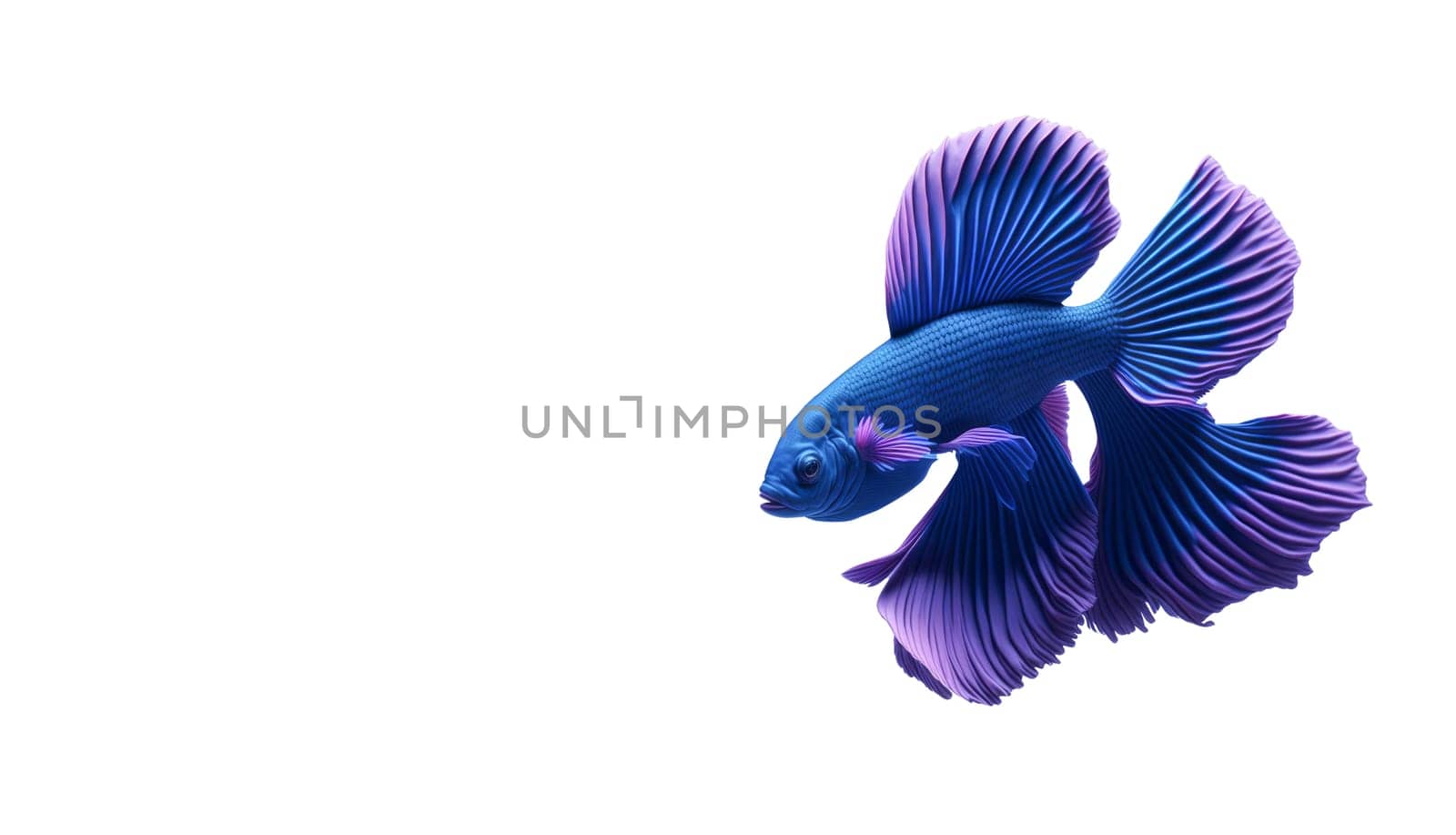 Beautiful colorful blue and purple fantasy beta fish on white background. Aquarium tropical fish. Space for text. by JuliaDorian