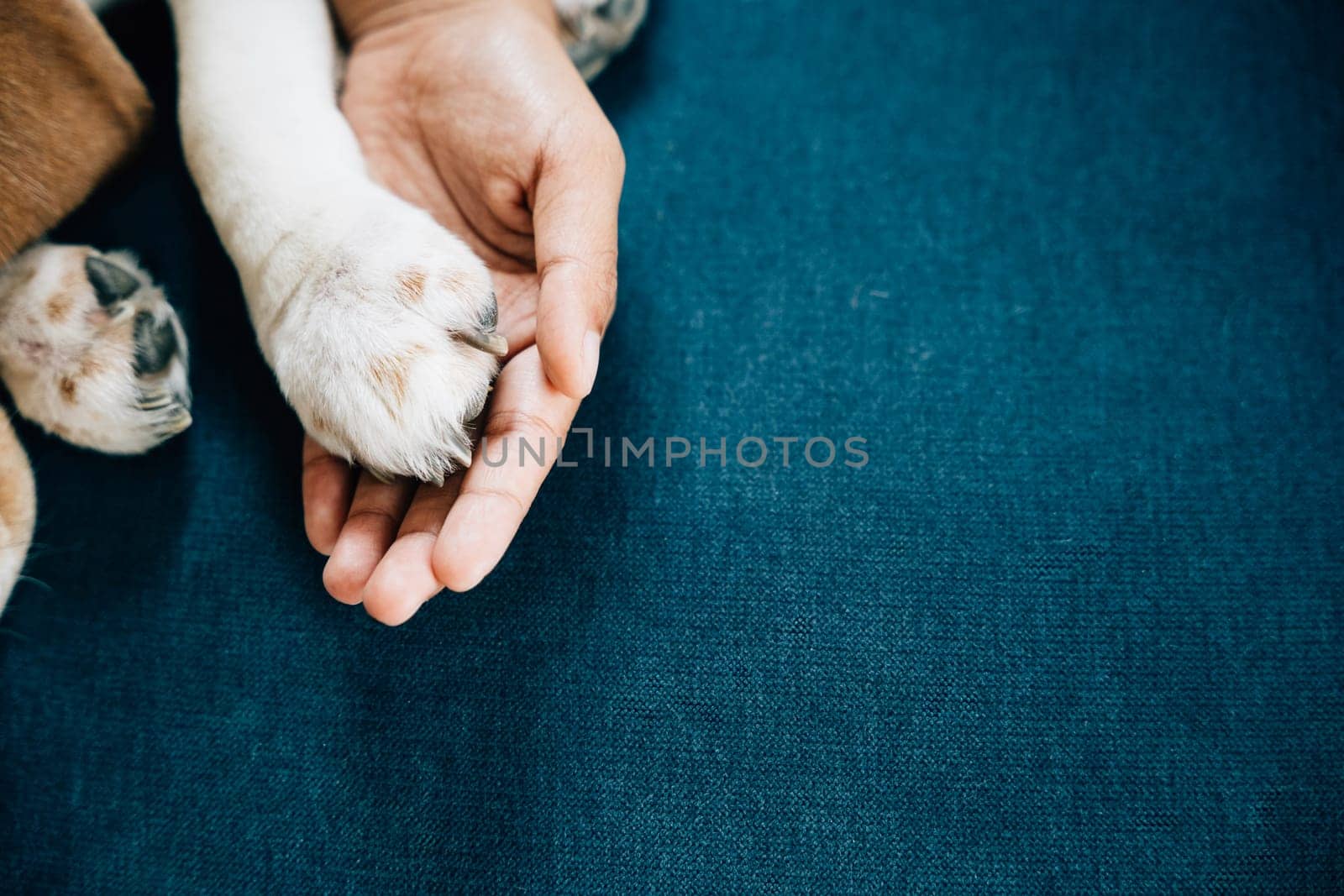 Heartwarming of togetherness and support, a woman hand gently holds a dog paw, symbolizing deep trust, loyalty and friendship that define unique bond between humans and their canine companions. by Sorapop