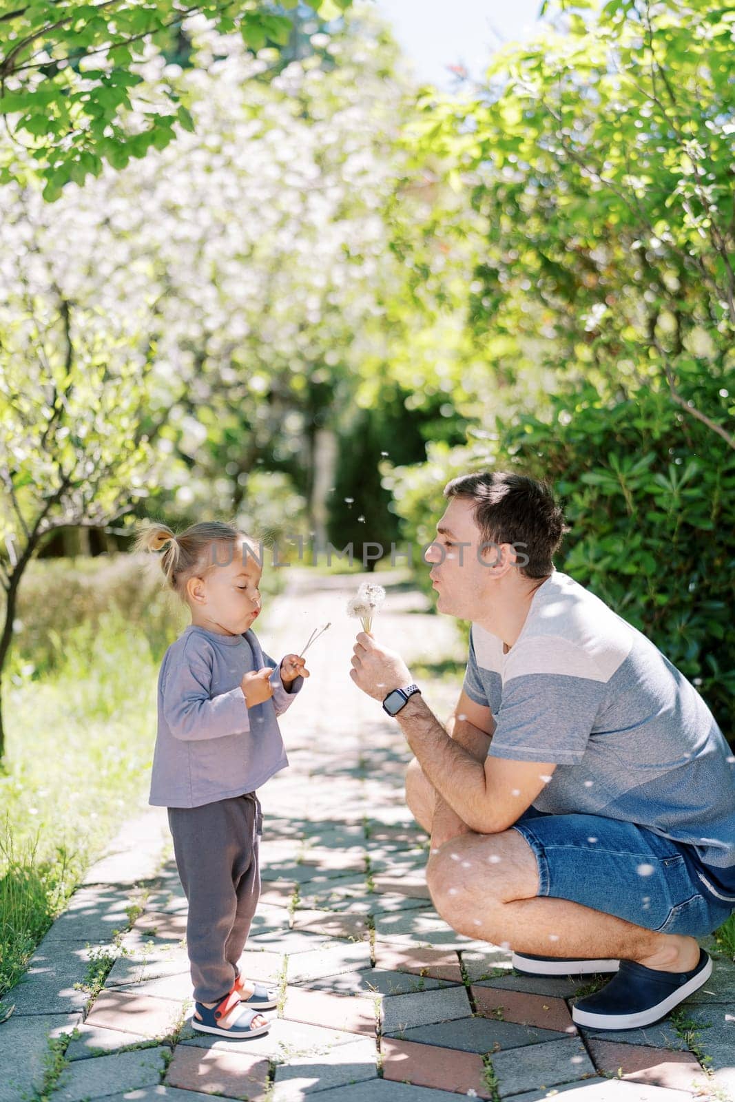 Squinting dad and little daughter blow on dandelions on a path in the garden. High quality photo