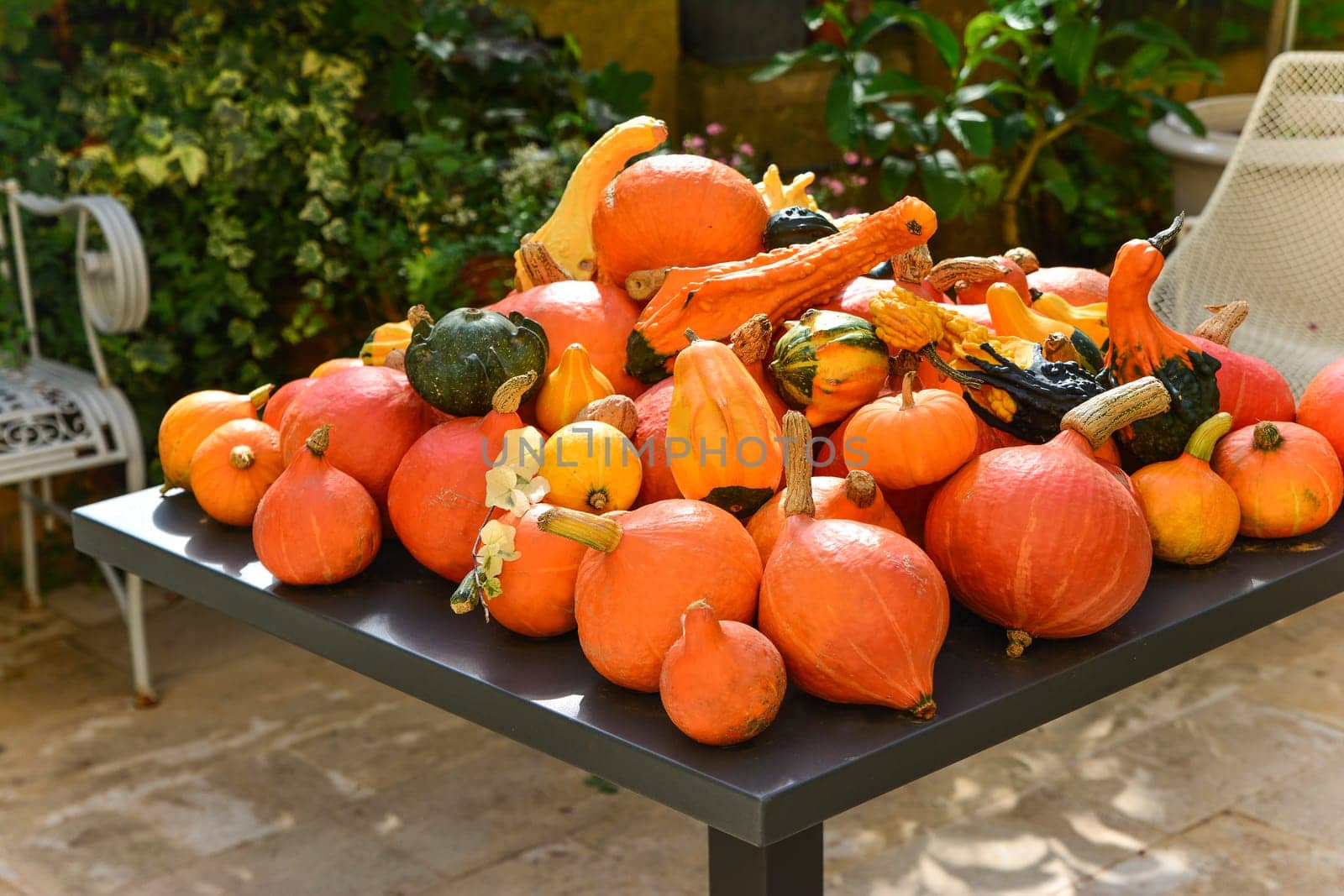 Many different pumpkins and squash on a table in the garden