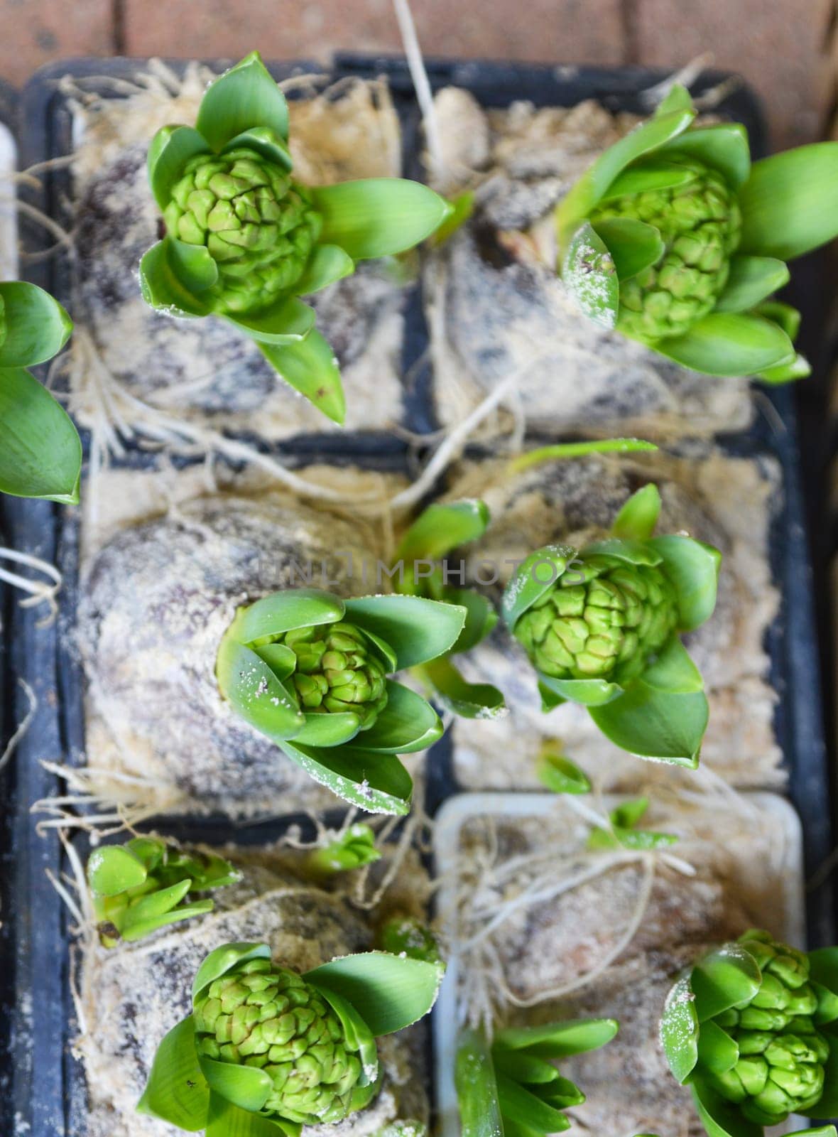 Many young green hyacinthes. Green hyacinth background.