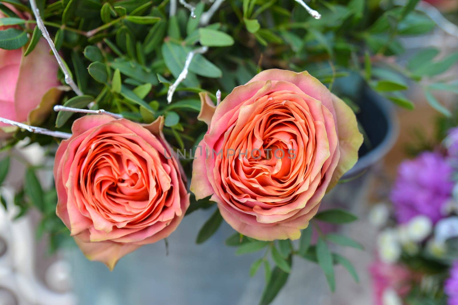 Pastel roses background, shallow depth of field. Retro vintage